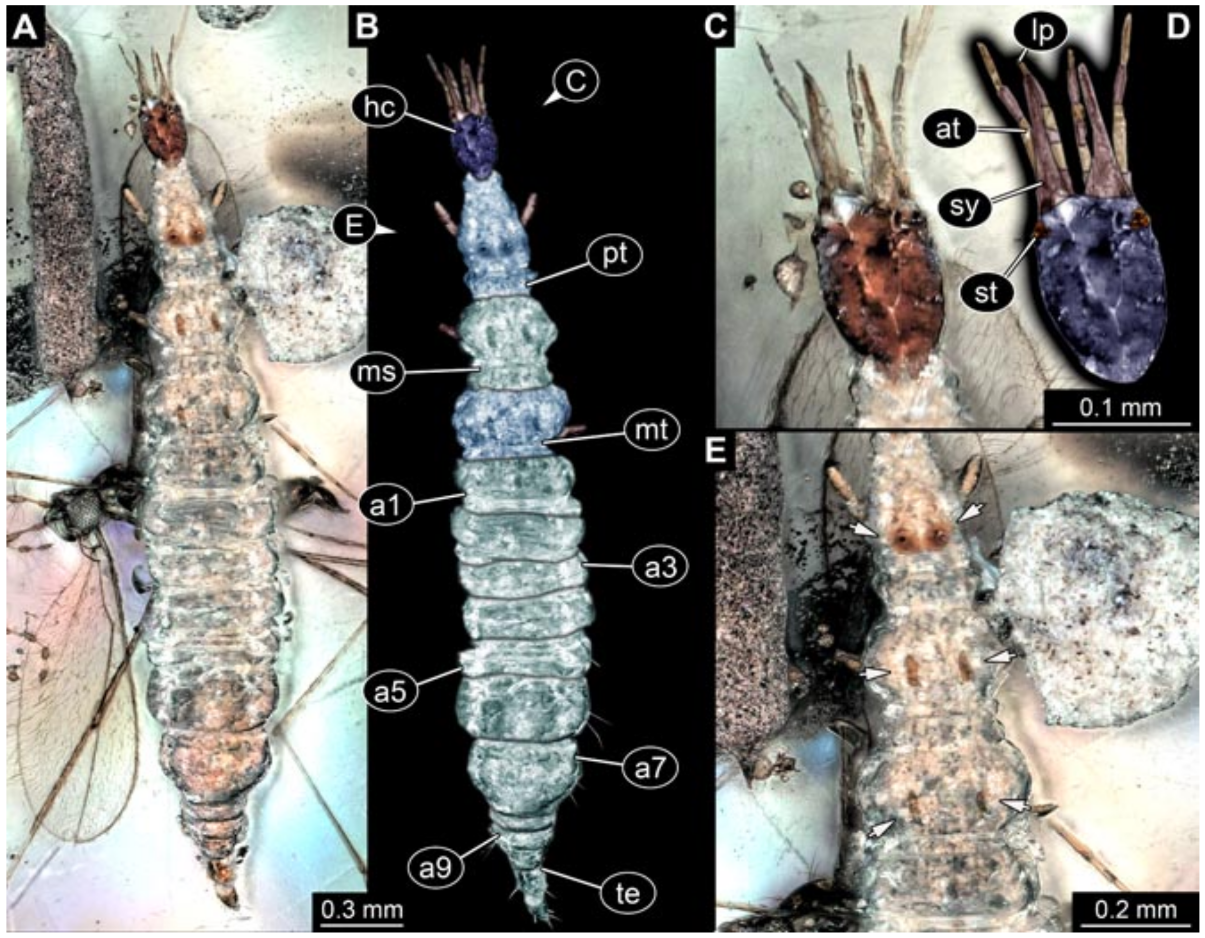 Insects 12 00860 g006 Insects 12 00860 g006