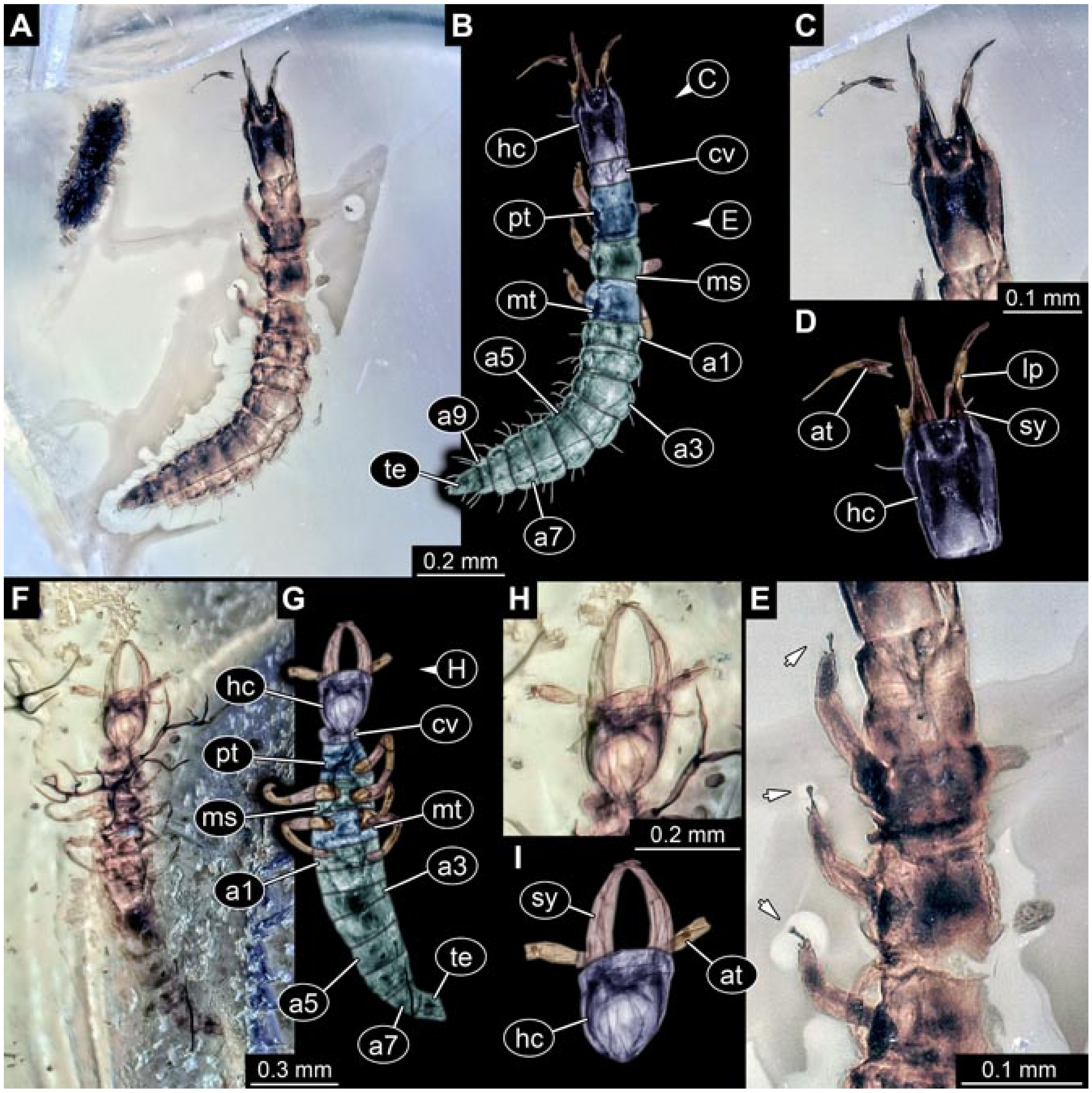 Insects 12 00860 g019 Insects 12 00860 g019