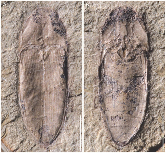 Insects 12 00876 g001 550