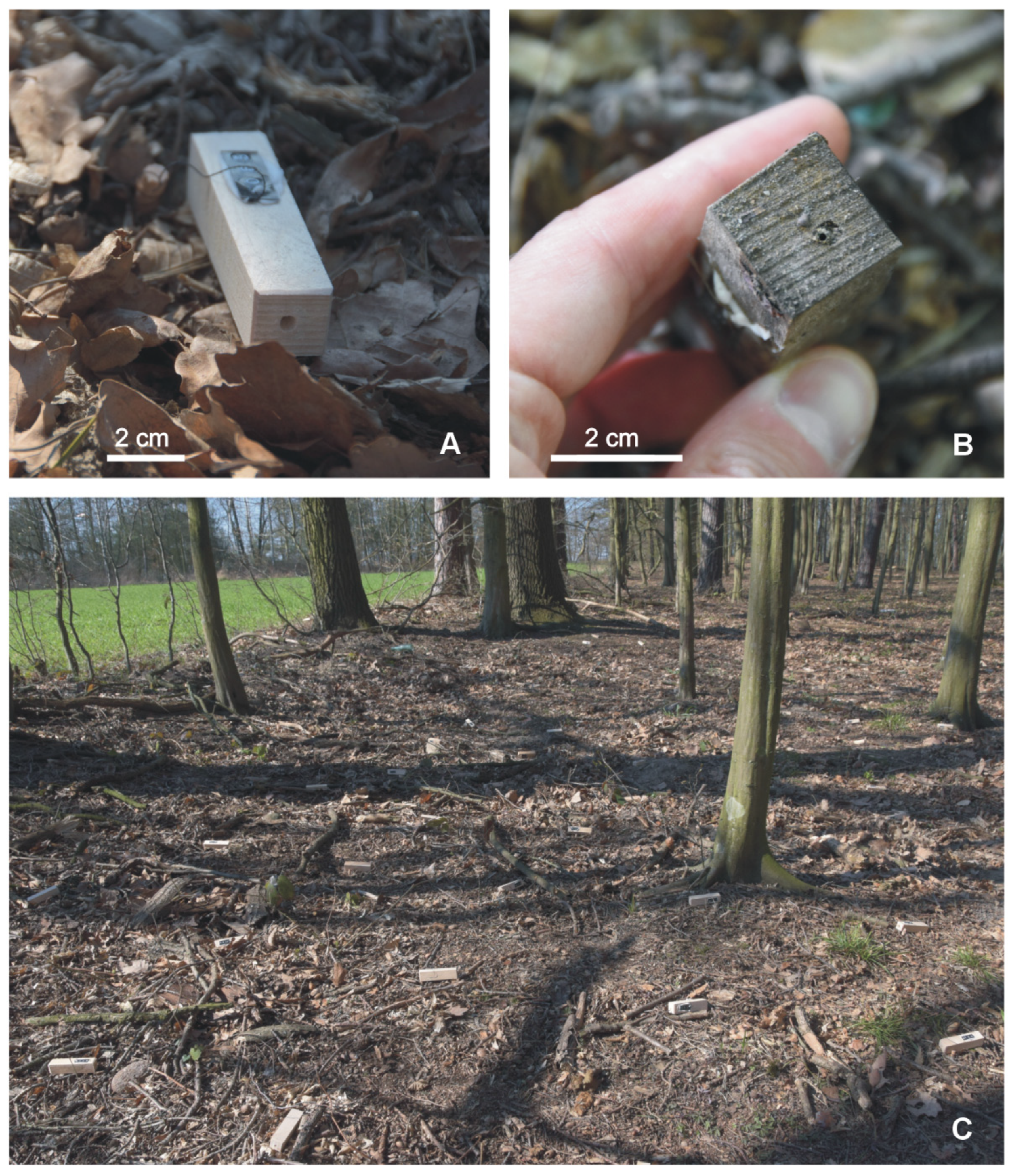 Insects 12 00912 g002