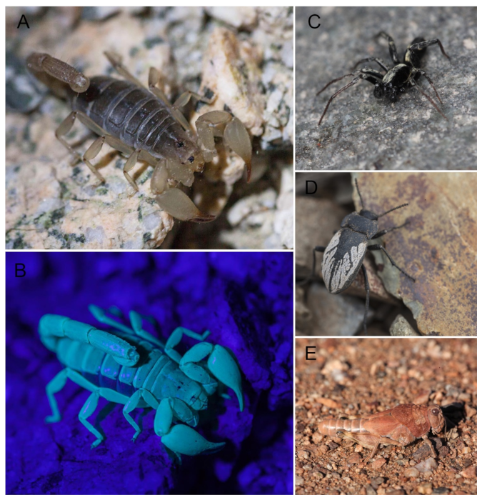 Insects 12 00916 g005