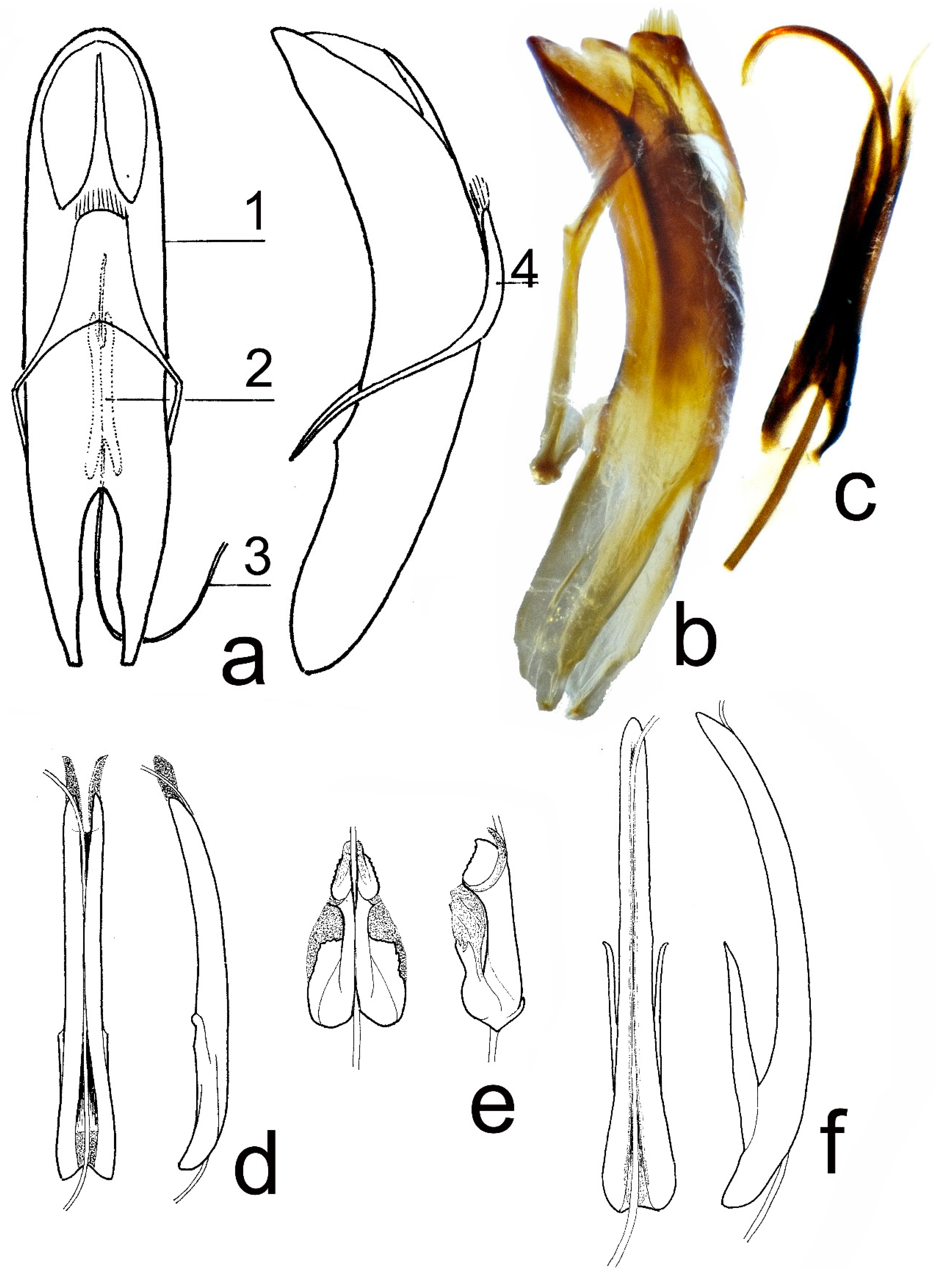 Insects 12 00937 g001 Insects 12 00937 g001
