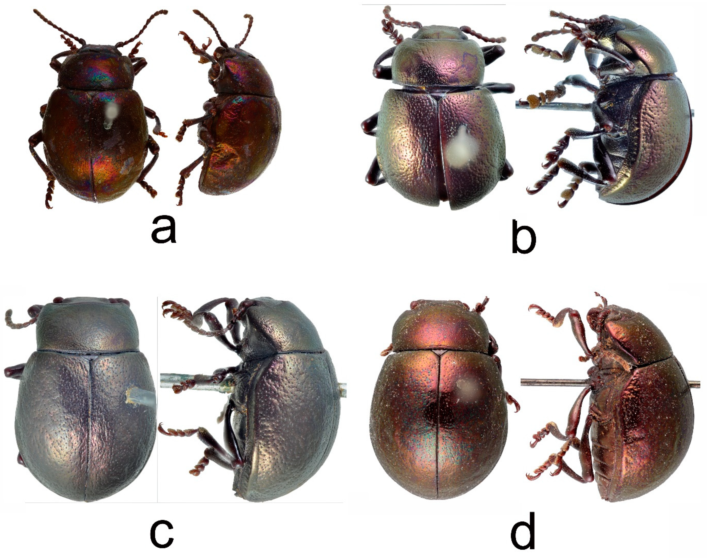 Insects 12 00937 g004 Insects 12 00937 g004
