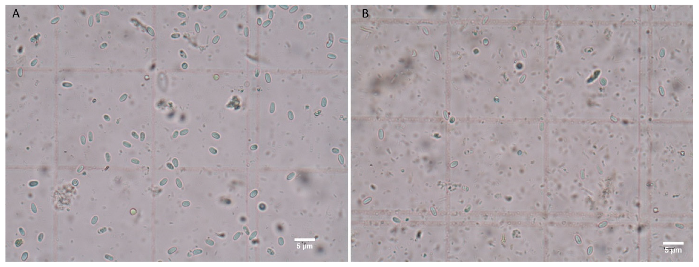 Insects 12 00953 g002