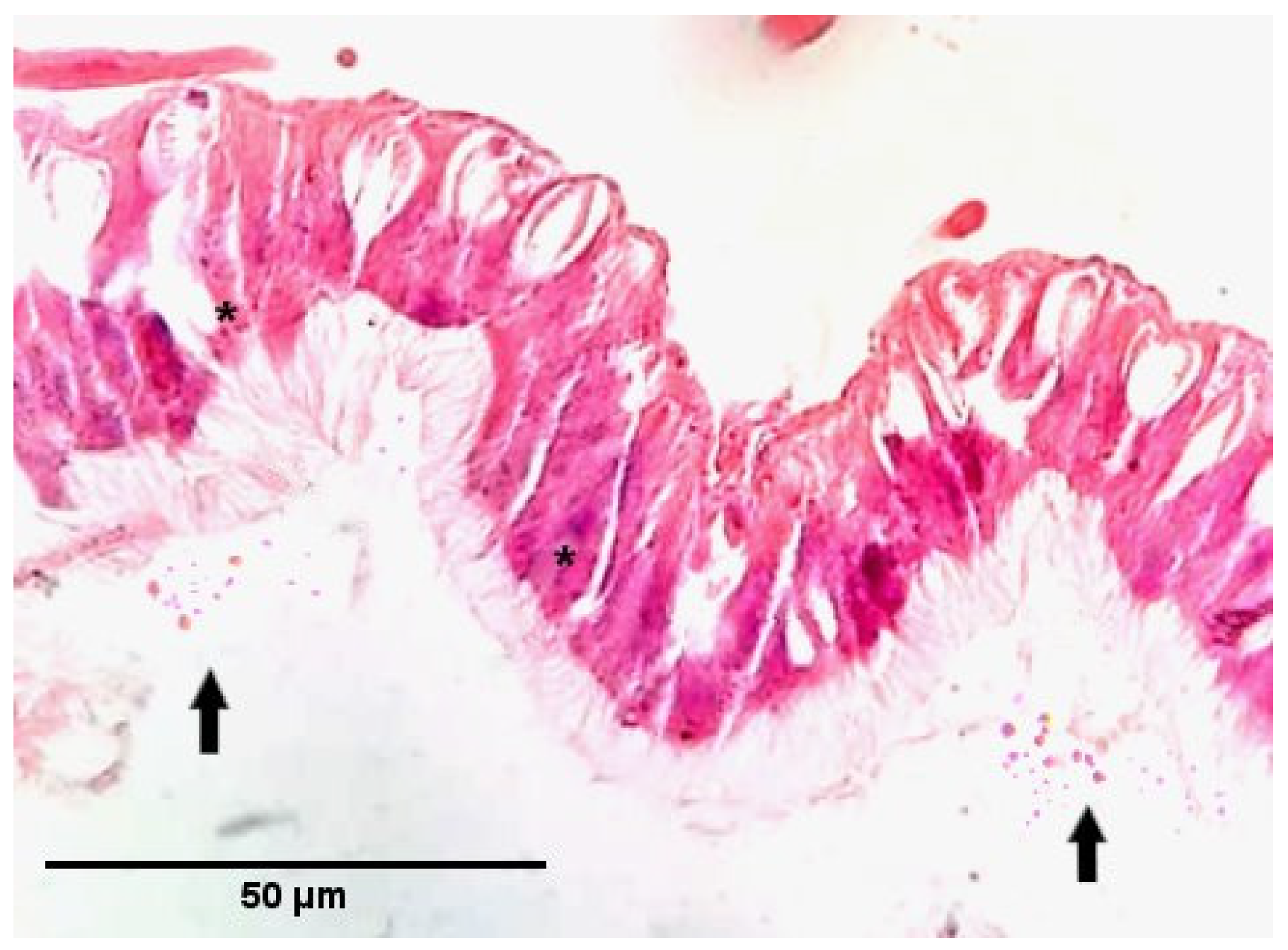 Insects 12 00953 g004
