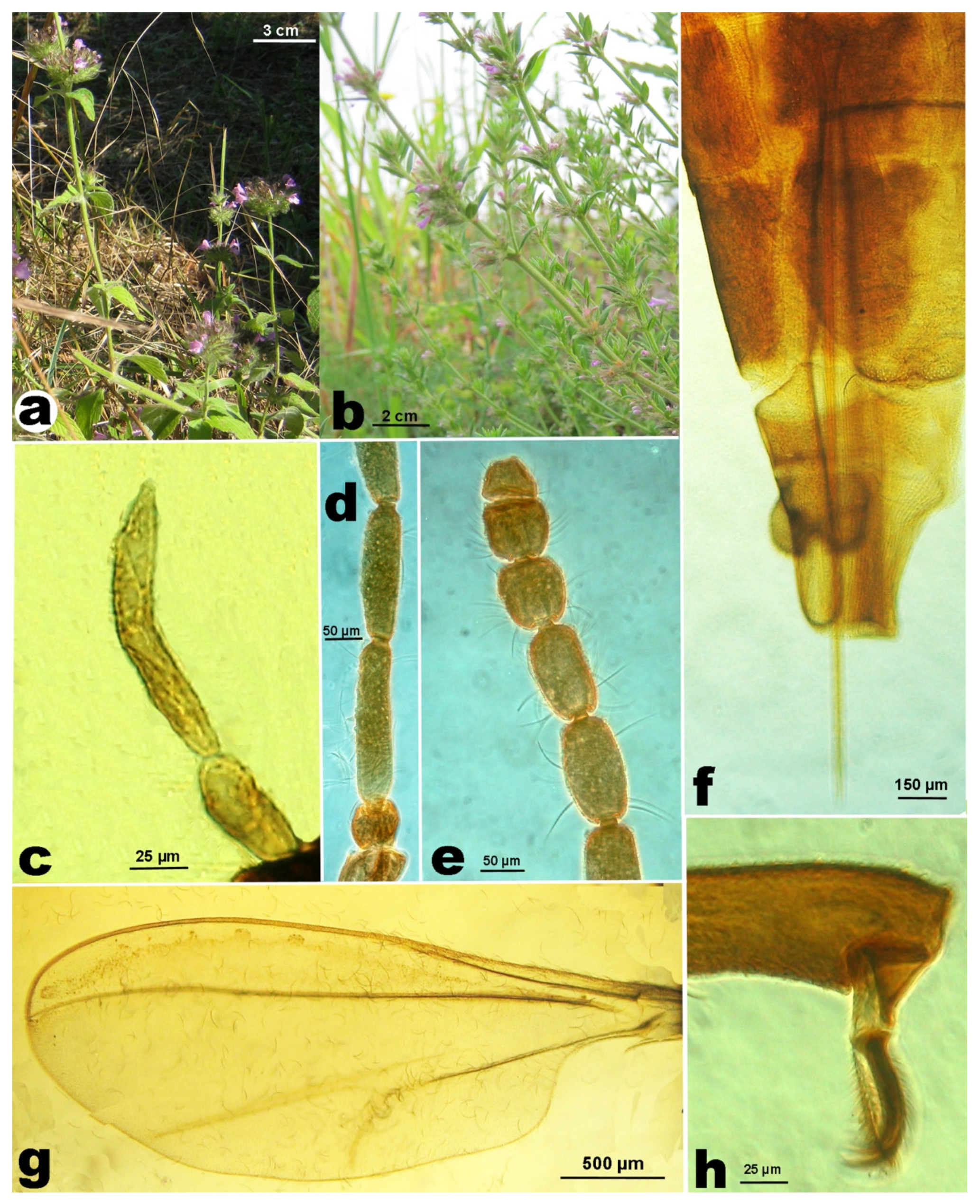 Insects 12 00958 g001