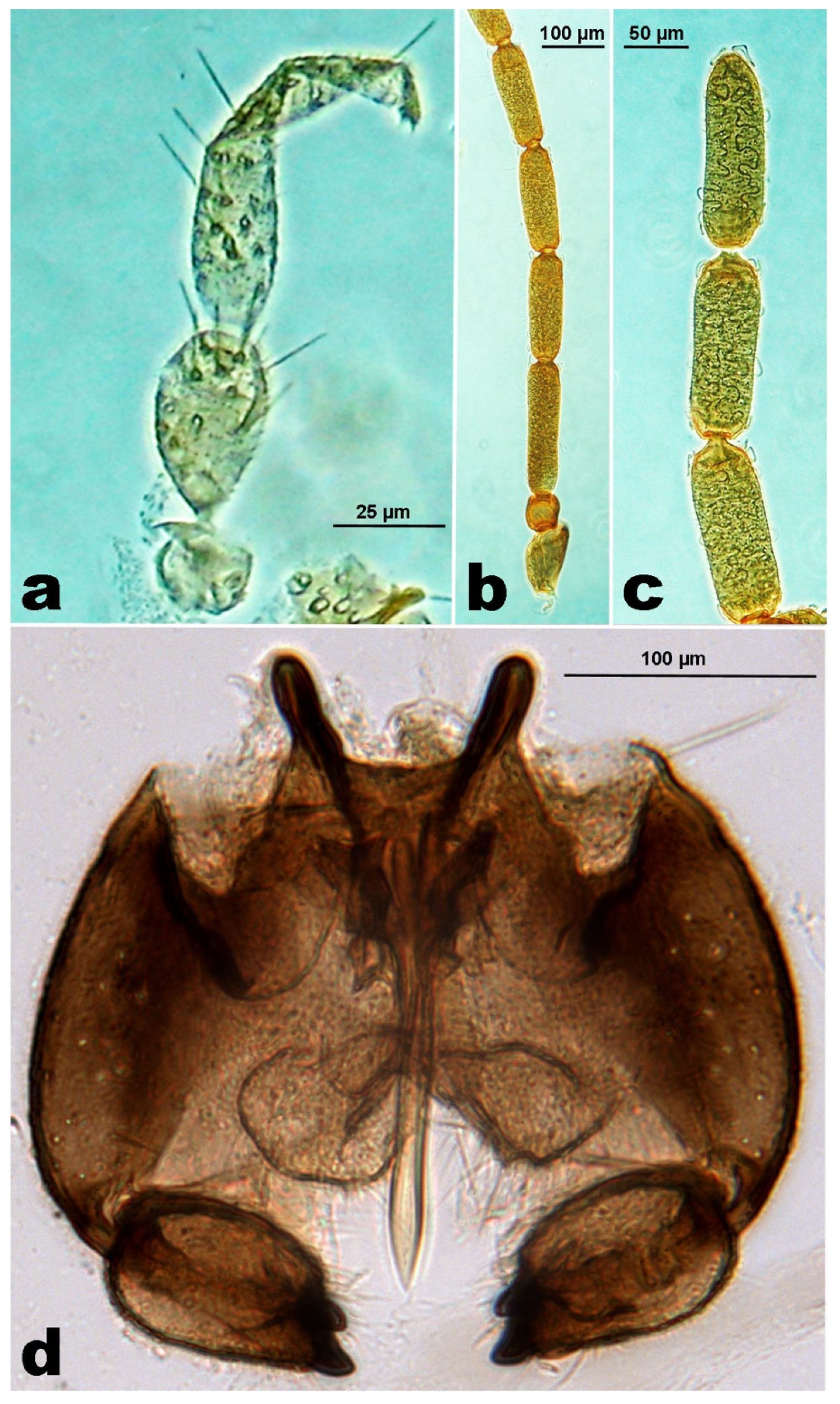 Insects 12 00958 g003