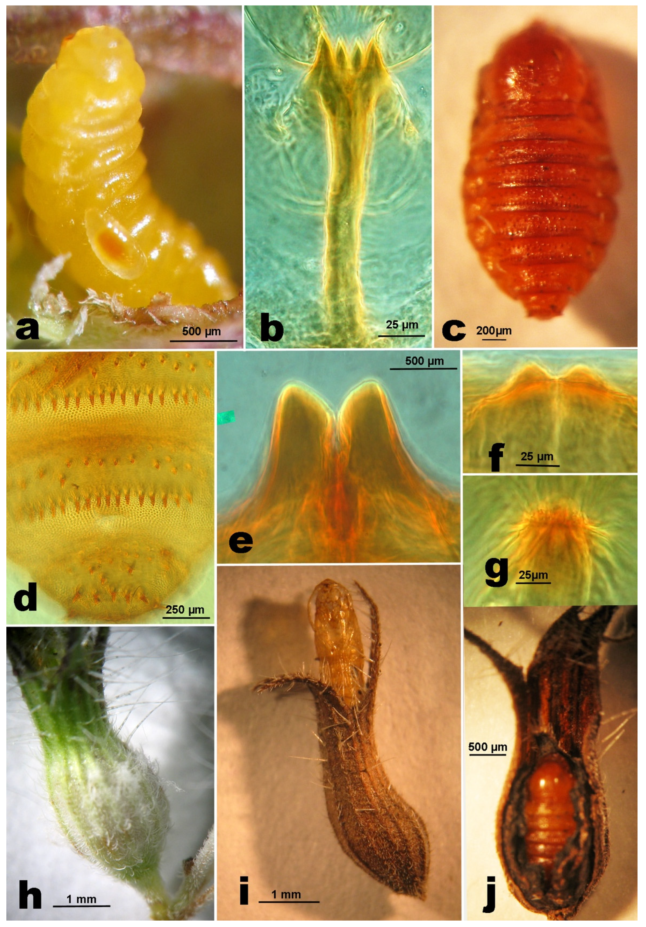 Insects 12 00958 g004