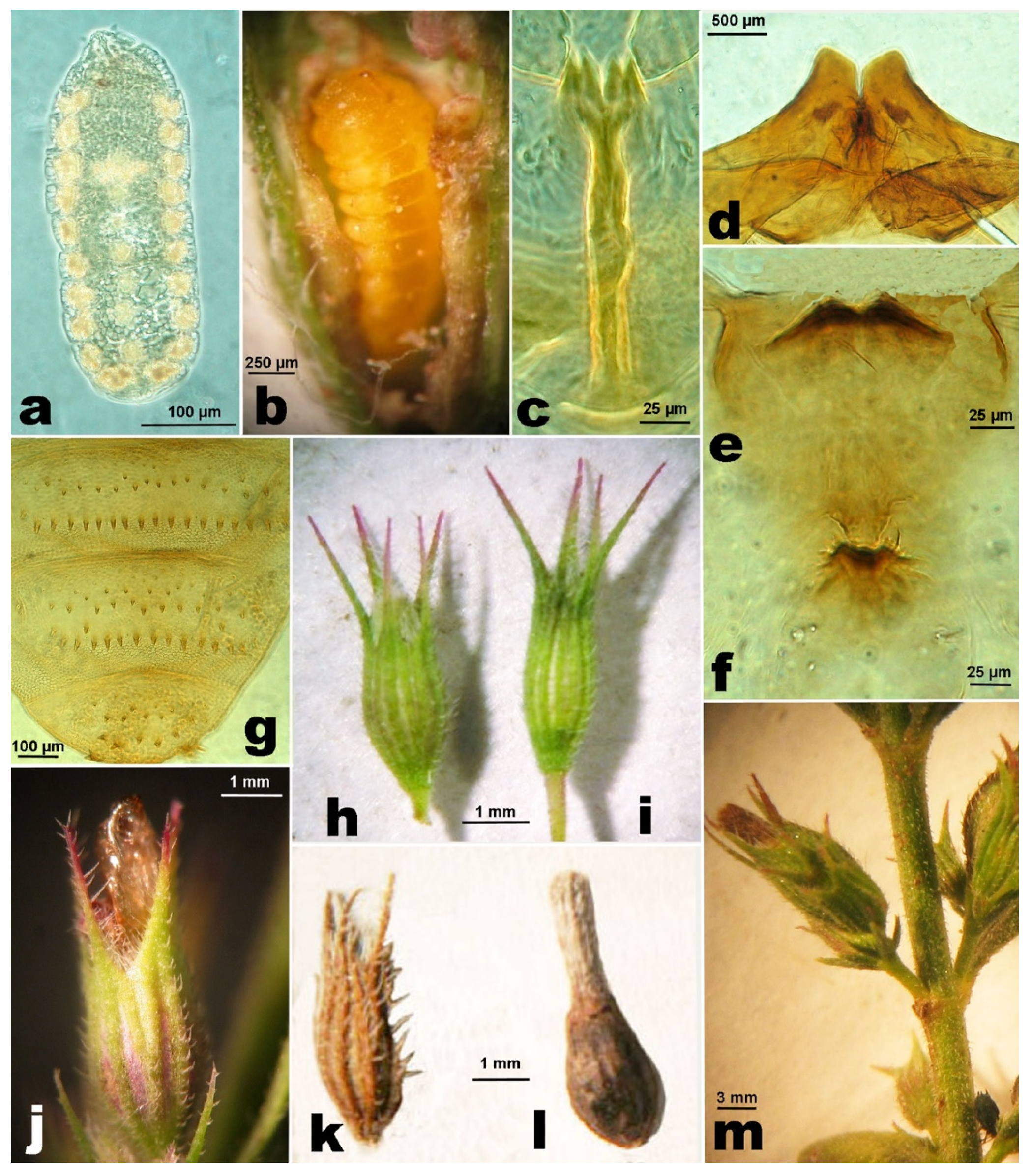Insects 12 00958 g006