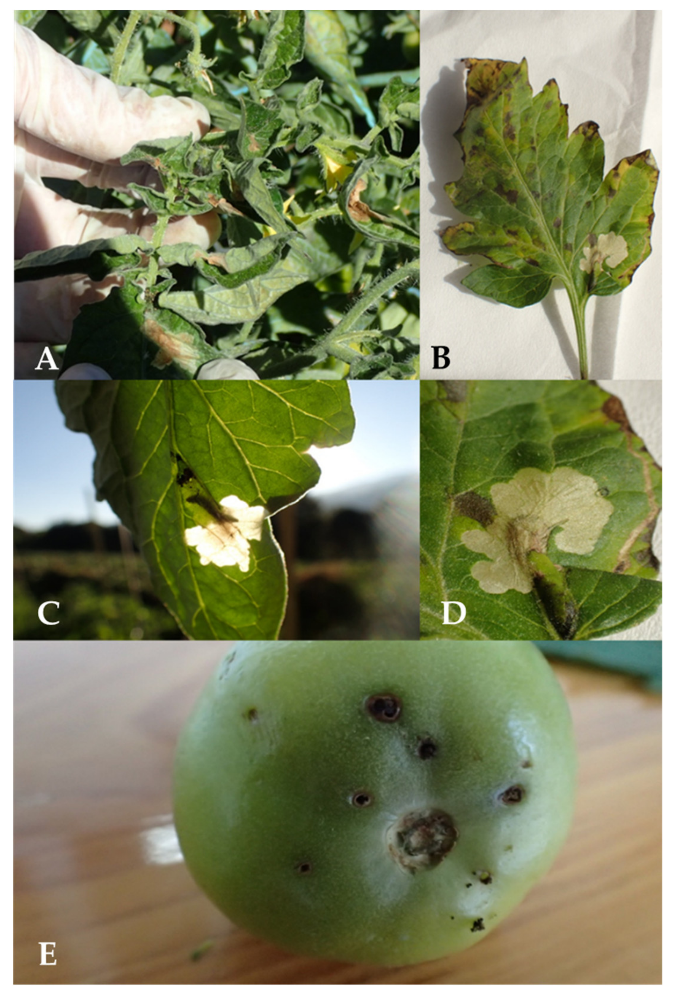 Insects 12 00962 g001