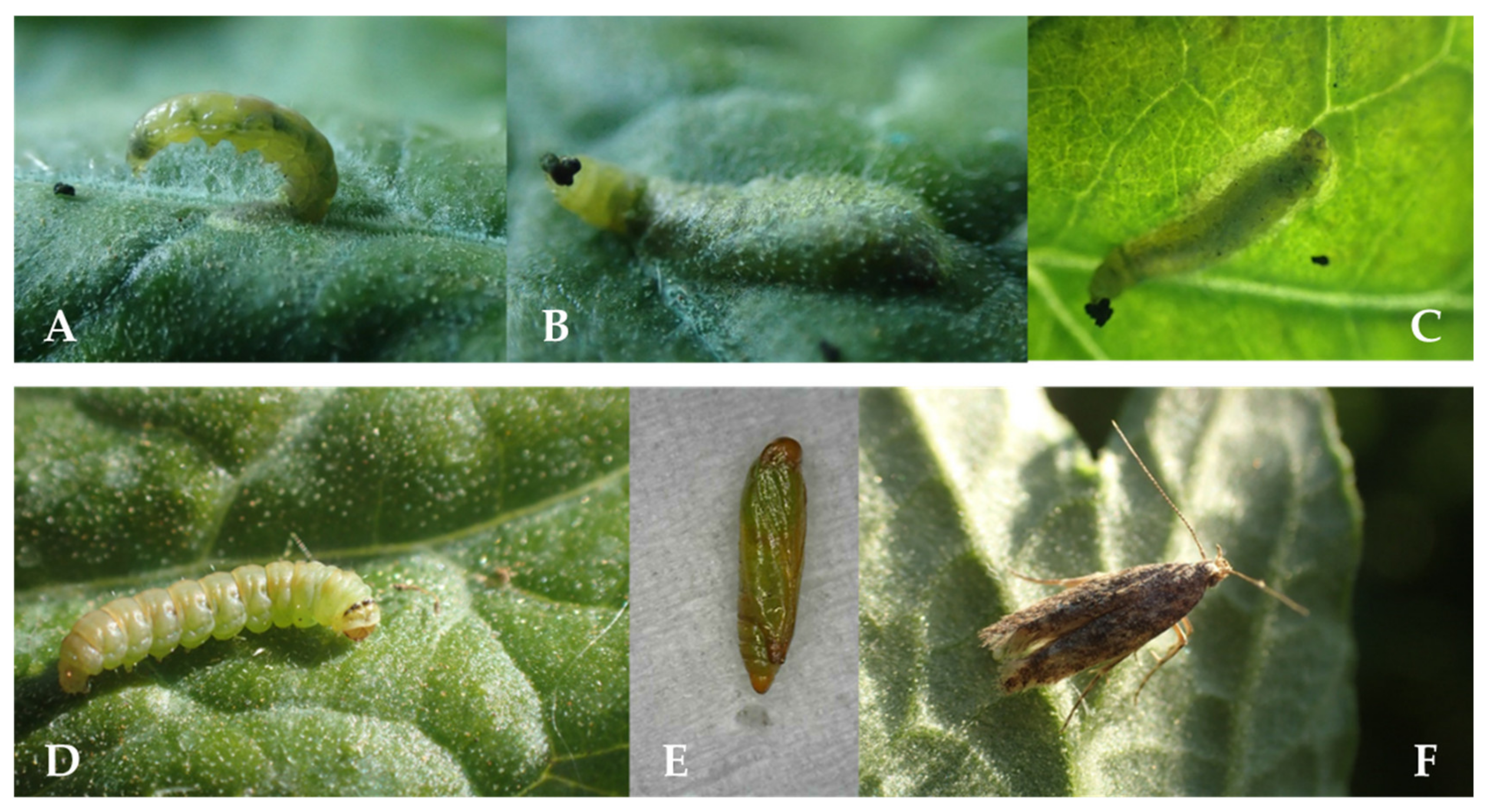 Insects 12 00962 g002