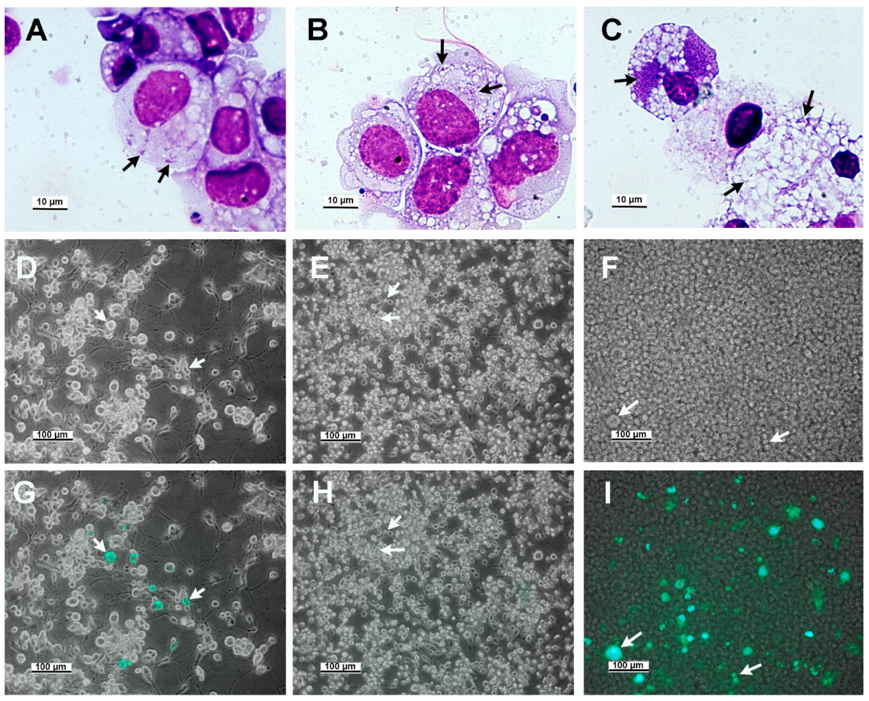 Insects 12 00968 g001