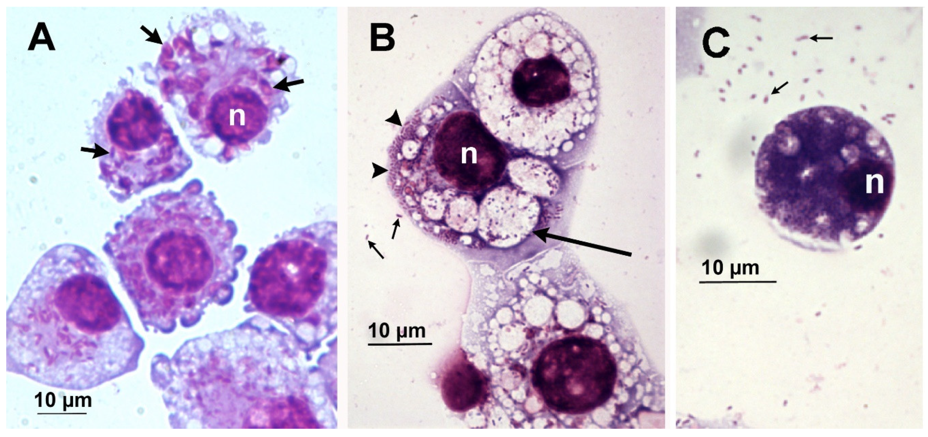 Insects 12 00968 g002
