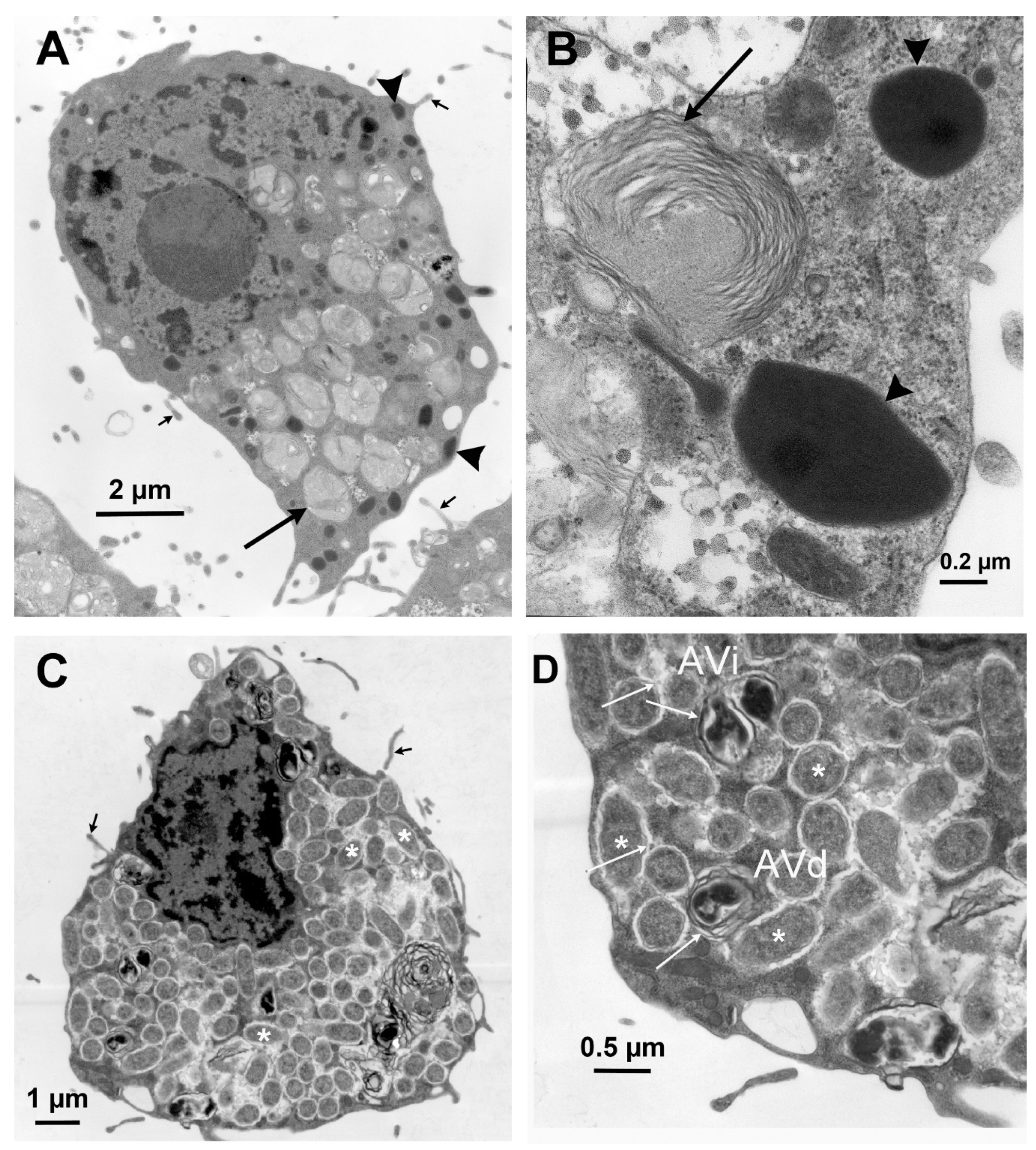 Insects 12 00968 g003