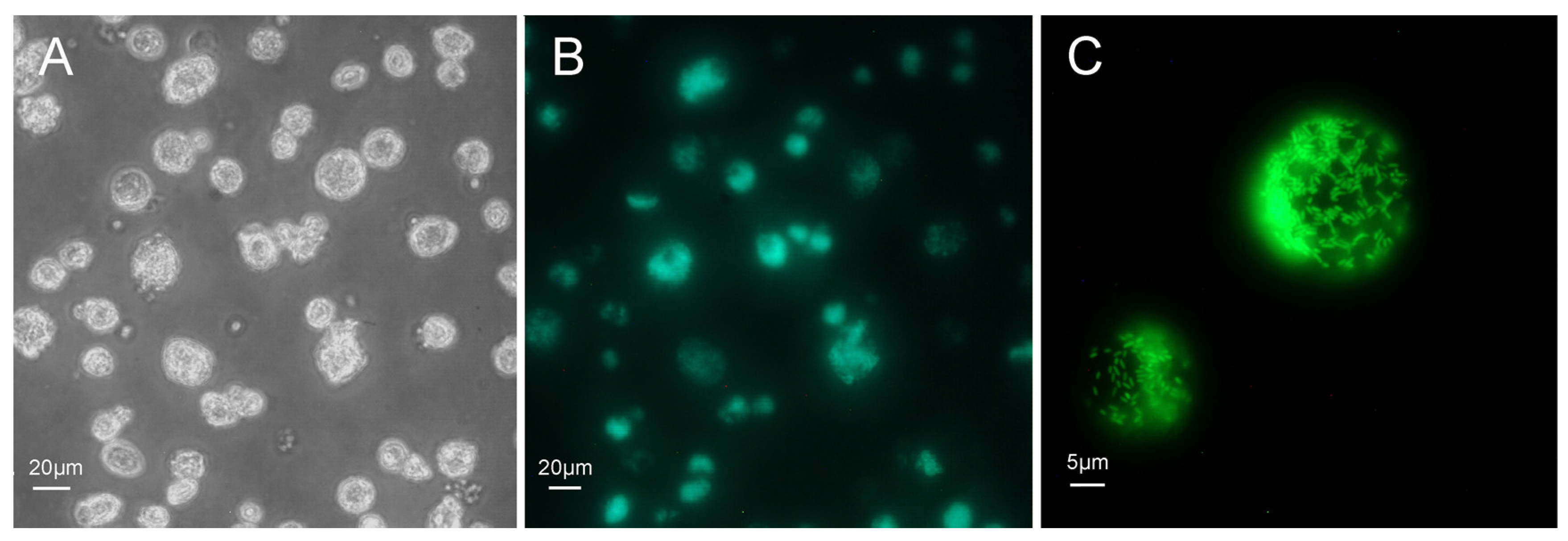 Insects 12 00968 g004