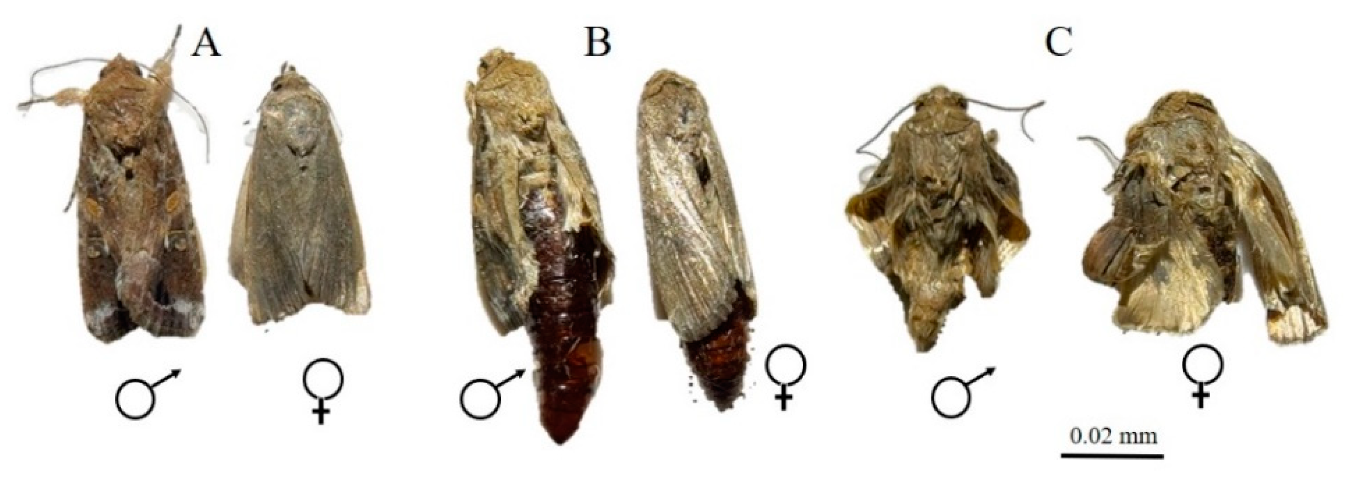 Insects 12 01017 g001