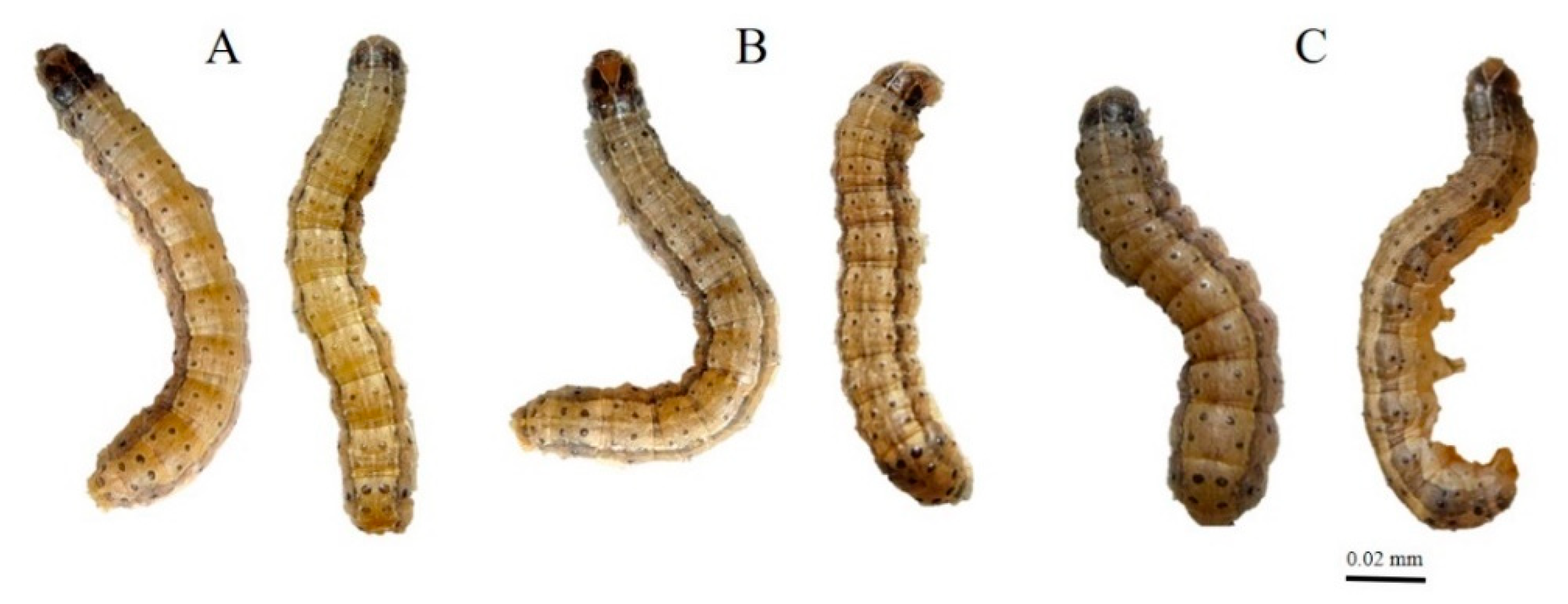 Insects 12 01017 g002