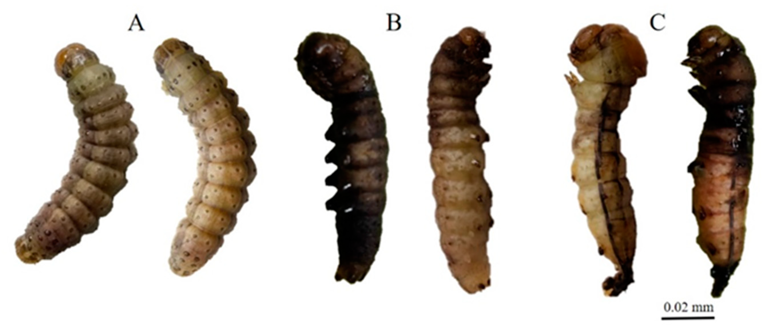 Insects 12 01017 g003