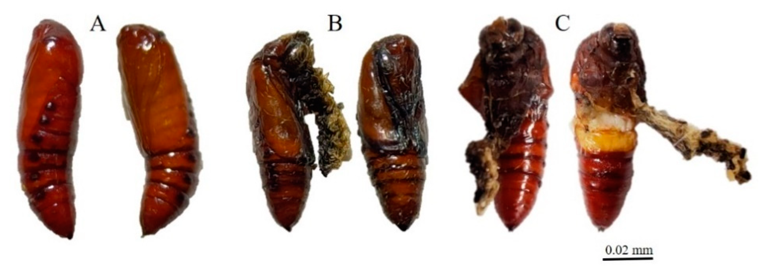 Insects 12 01017 g004