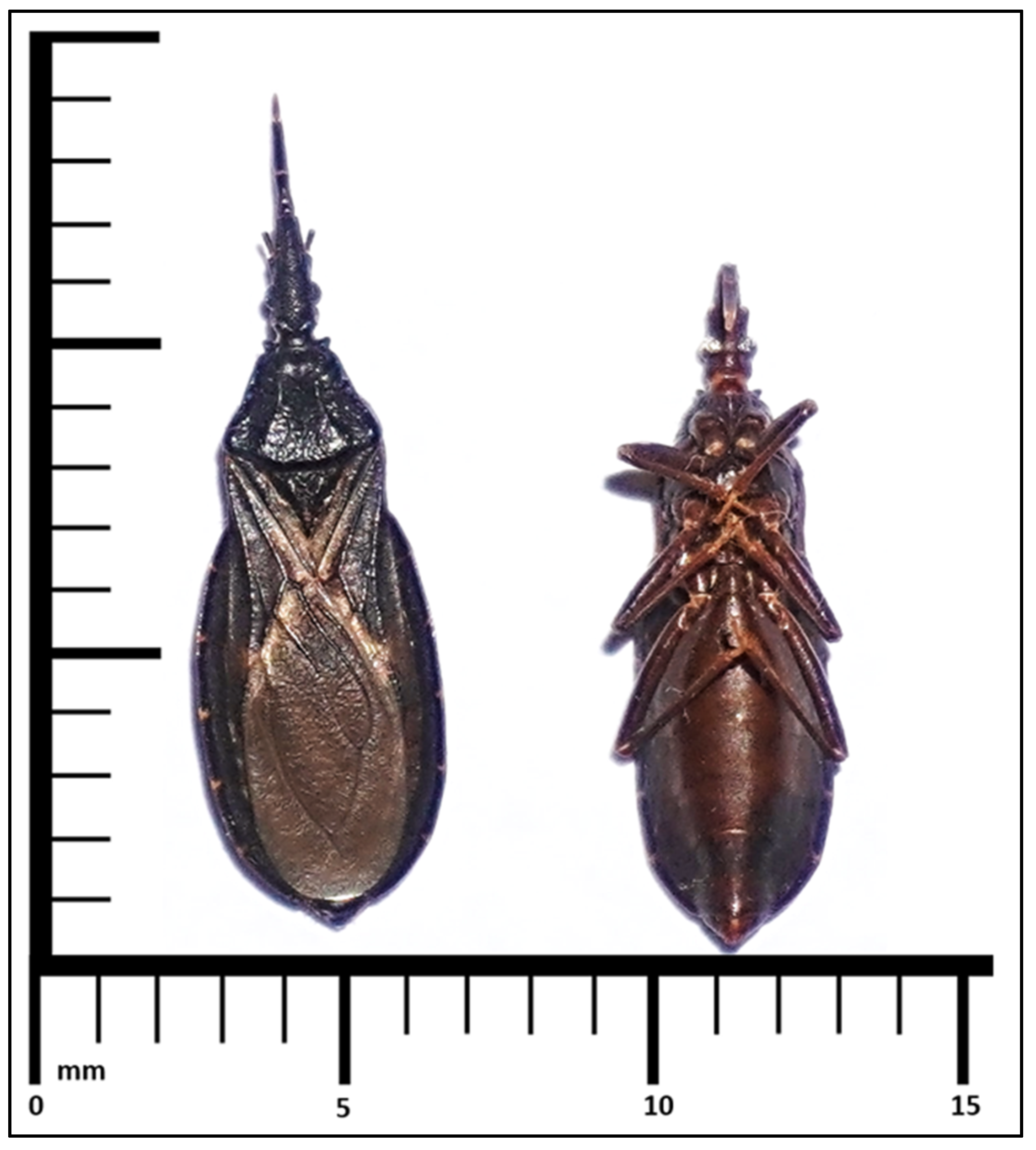 Insects 12 01018 g002