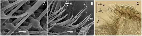 Insects 12 01020 g003