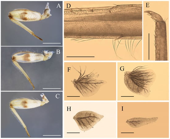 Insects 12 01020 g004