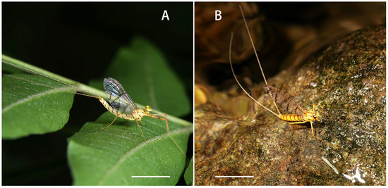 Insects 12 01020 g005