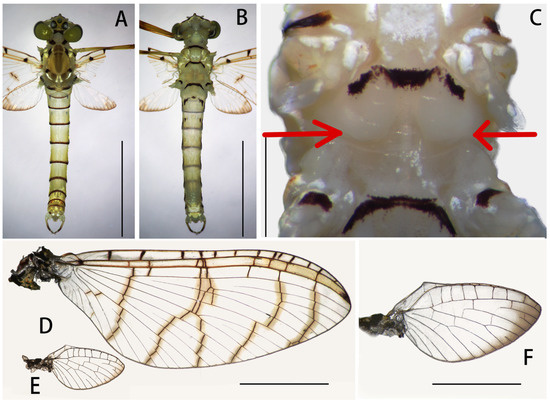 Insects 12 01020 g006