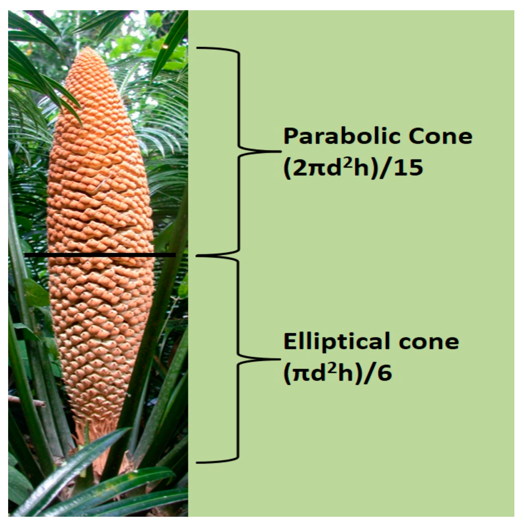 Insects 12 01023 g001