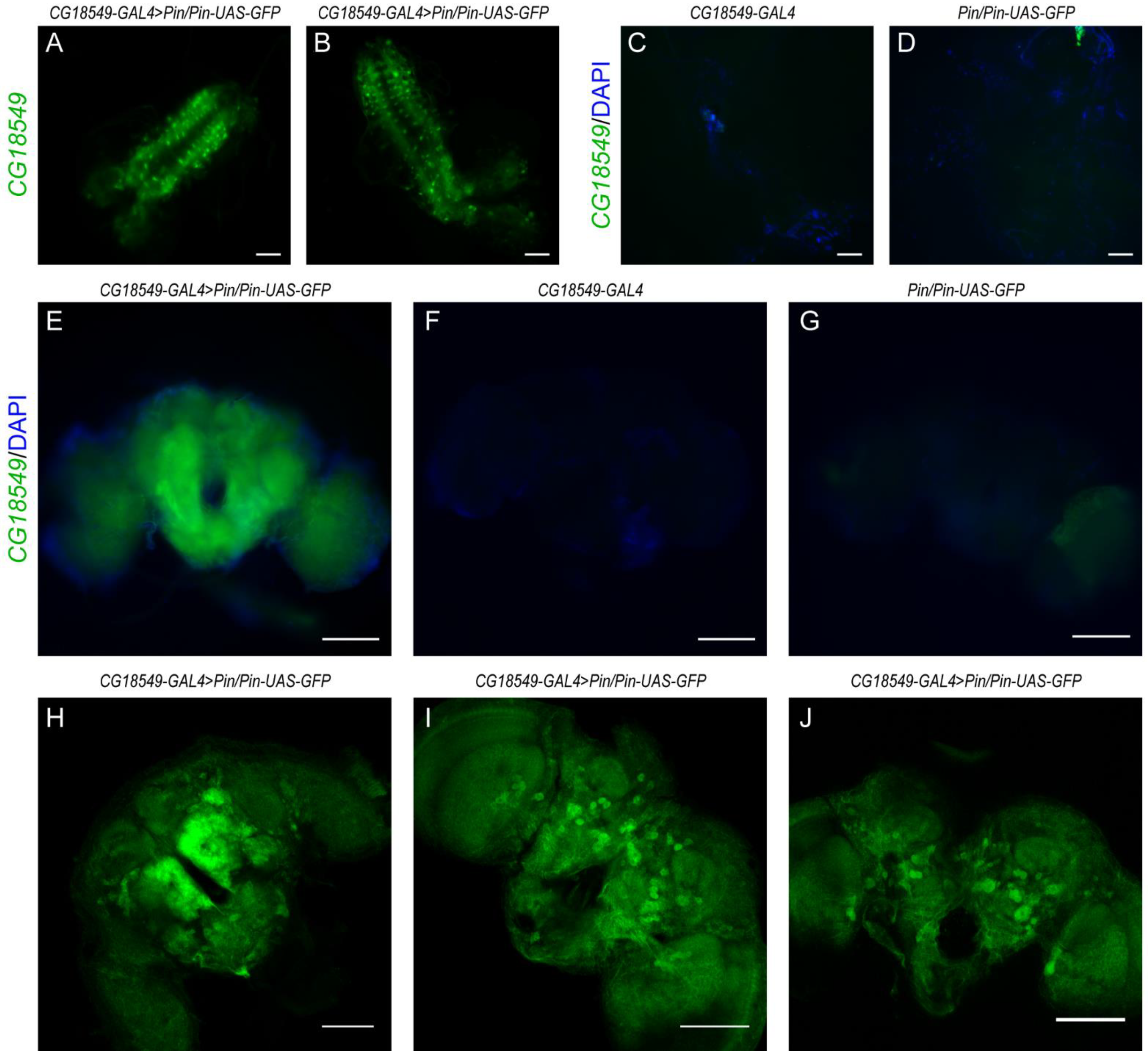 Insects 12 01024 g002