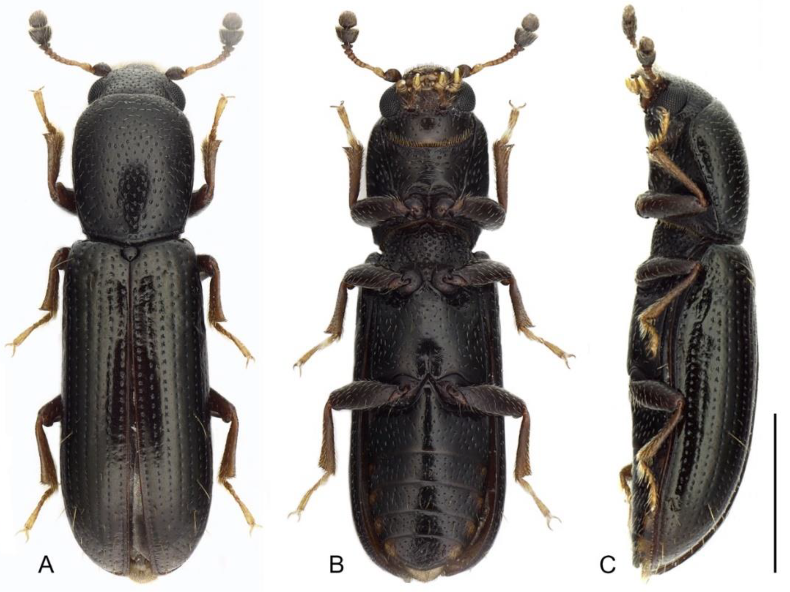 Insects 12 01028 g001