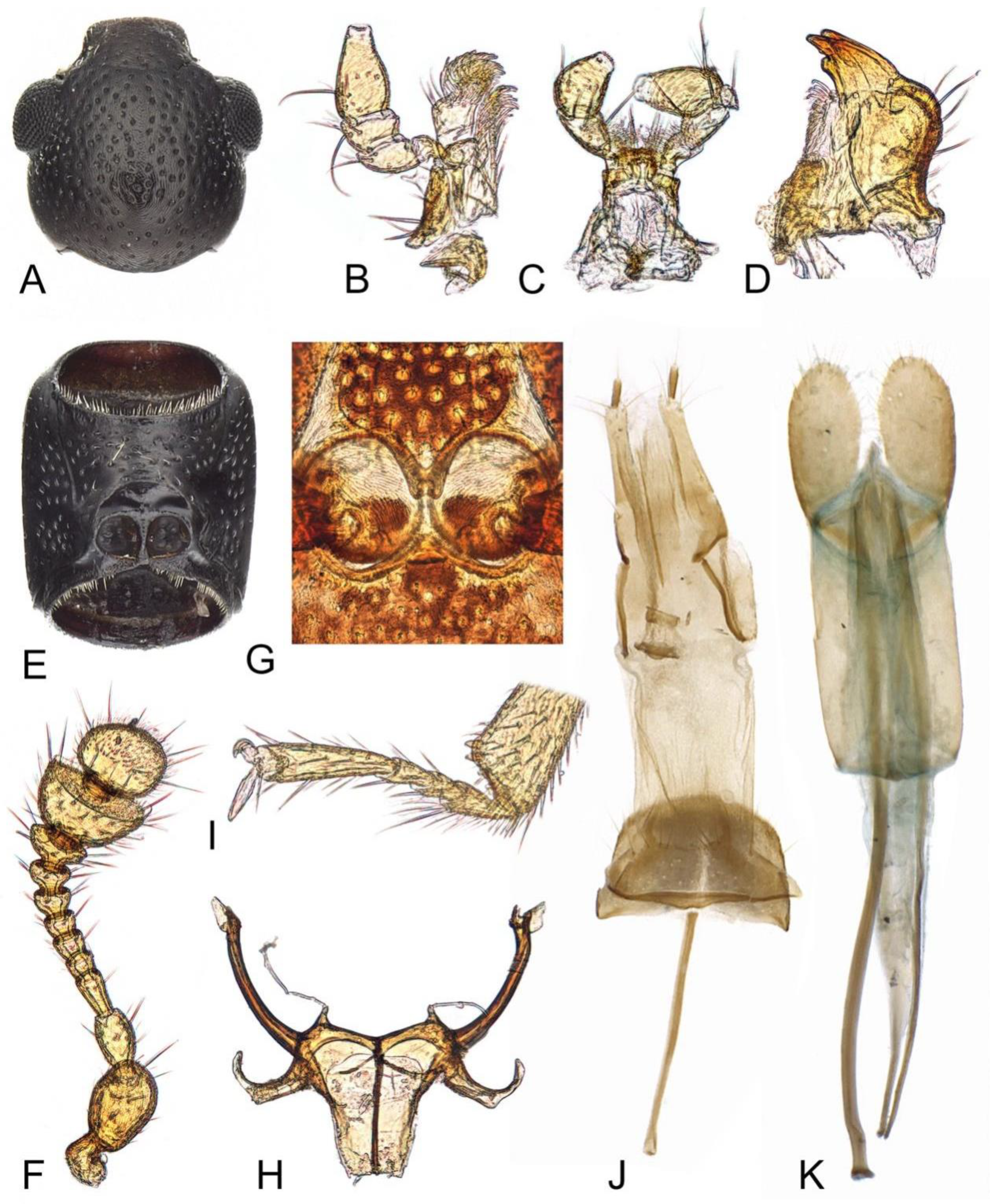 Insects 12 01028 g002