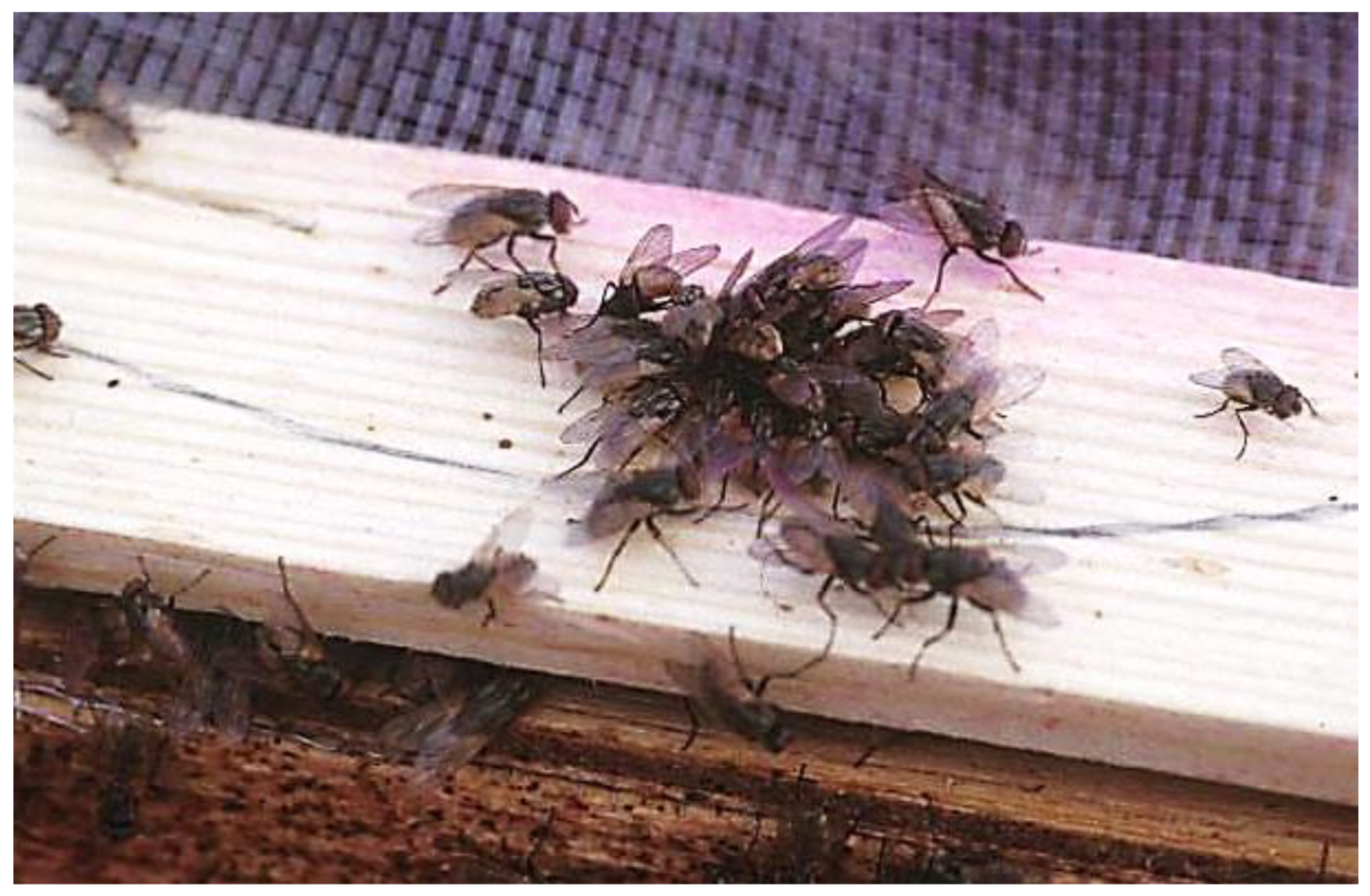 Insects 12 01042 g007 Insects 12 01042 g007