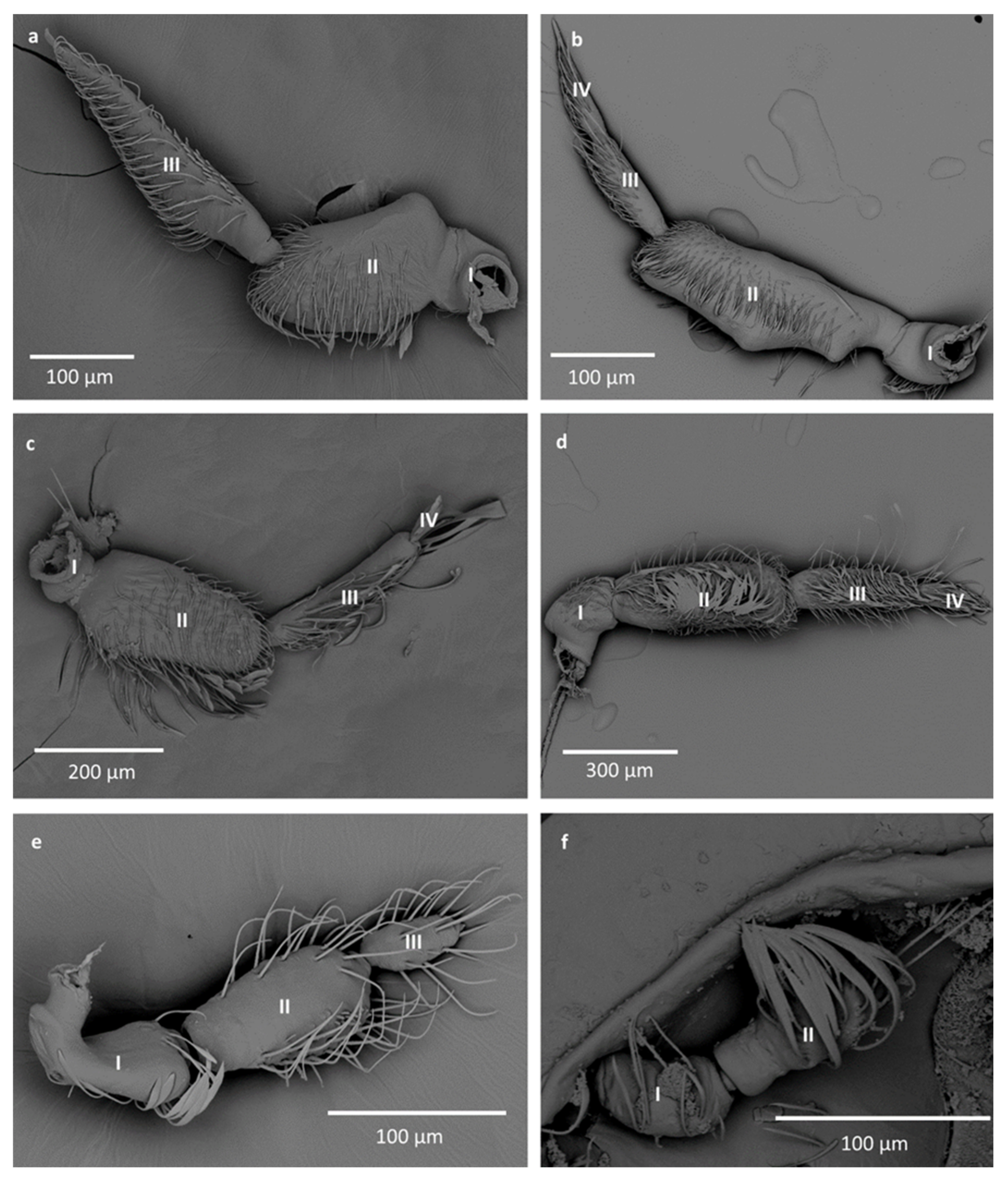 Insects 12 01121 g002