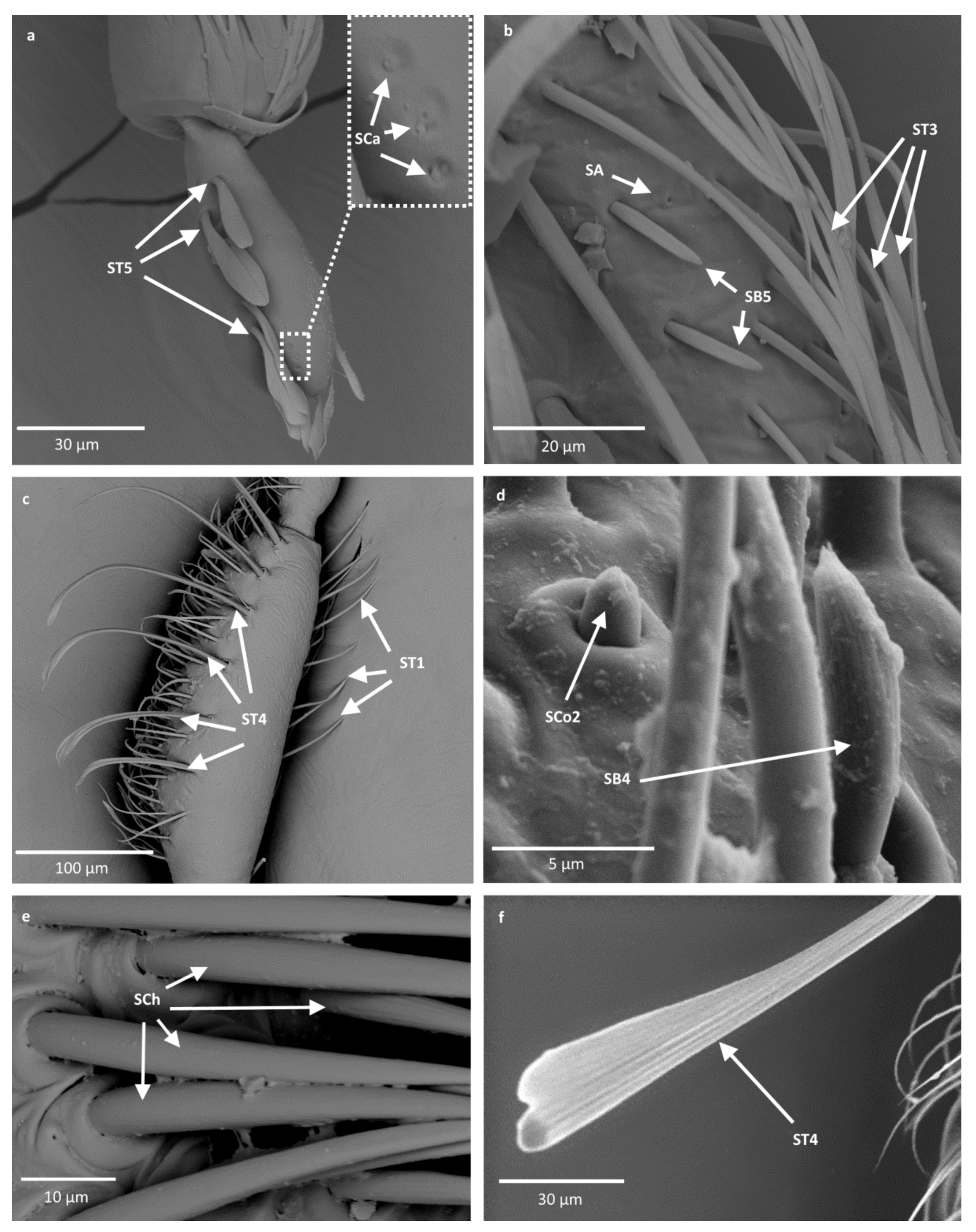 Insects 12 01121 g005
