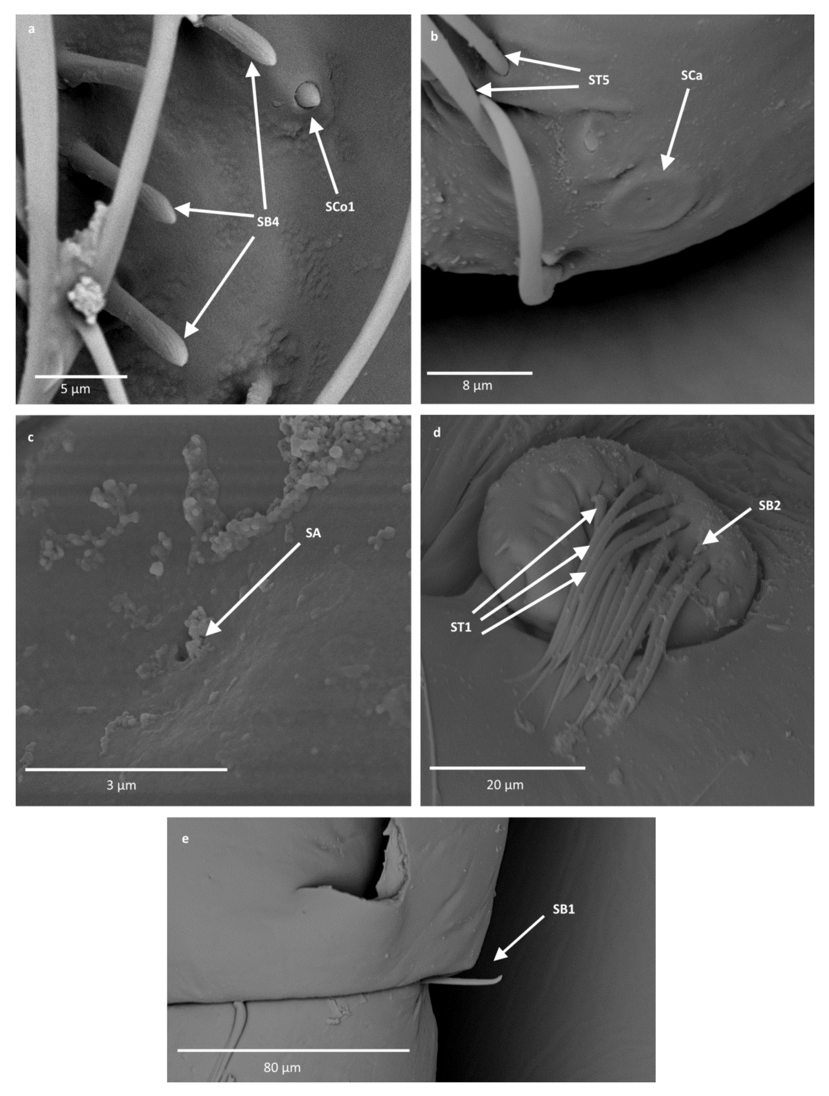 Insects 12 01121 g006