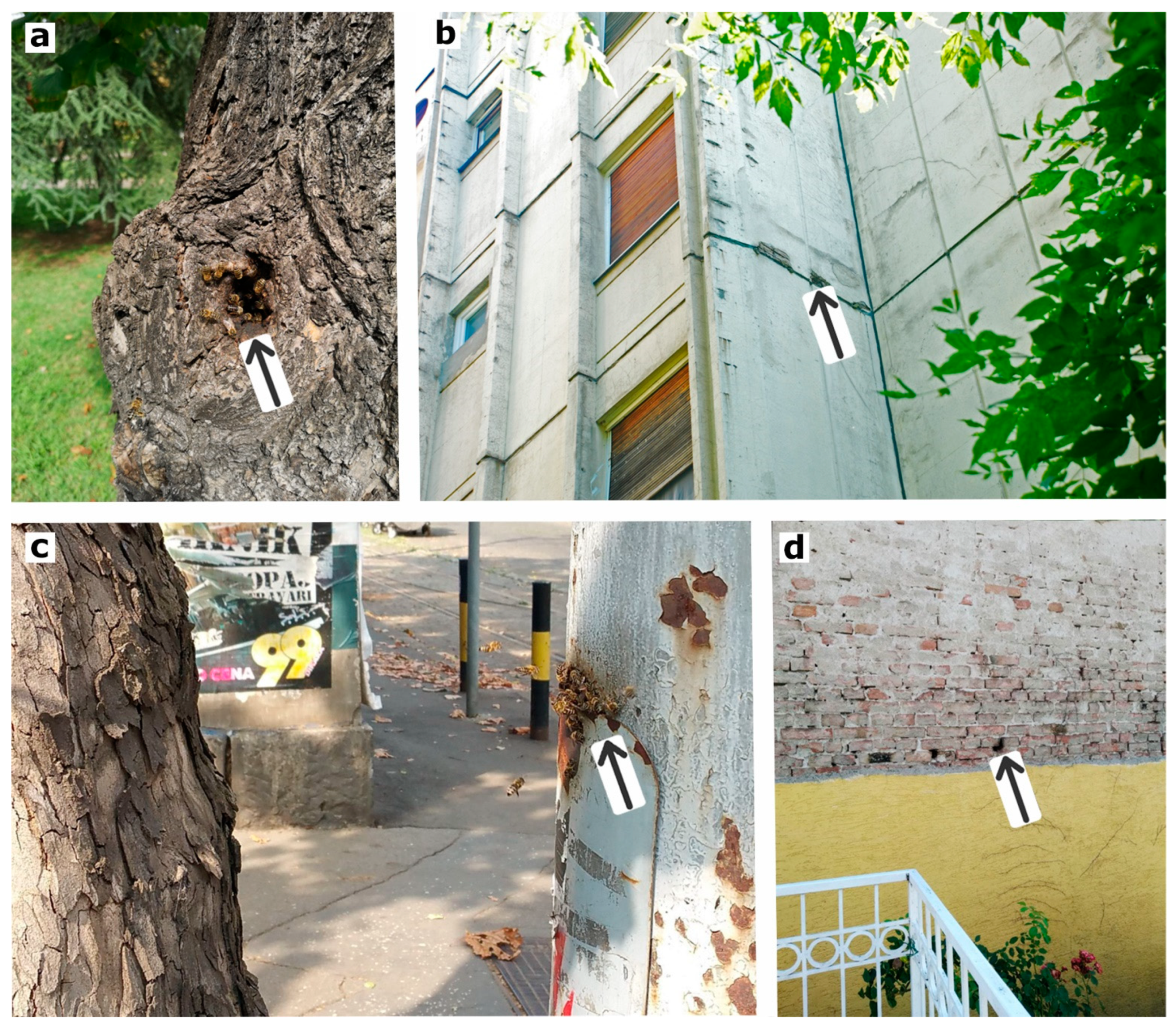 Insects 12 01127 g001