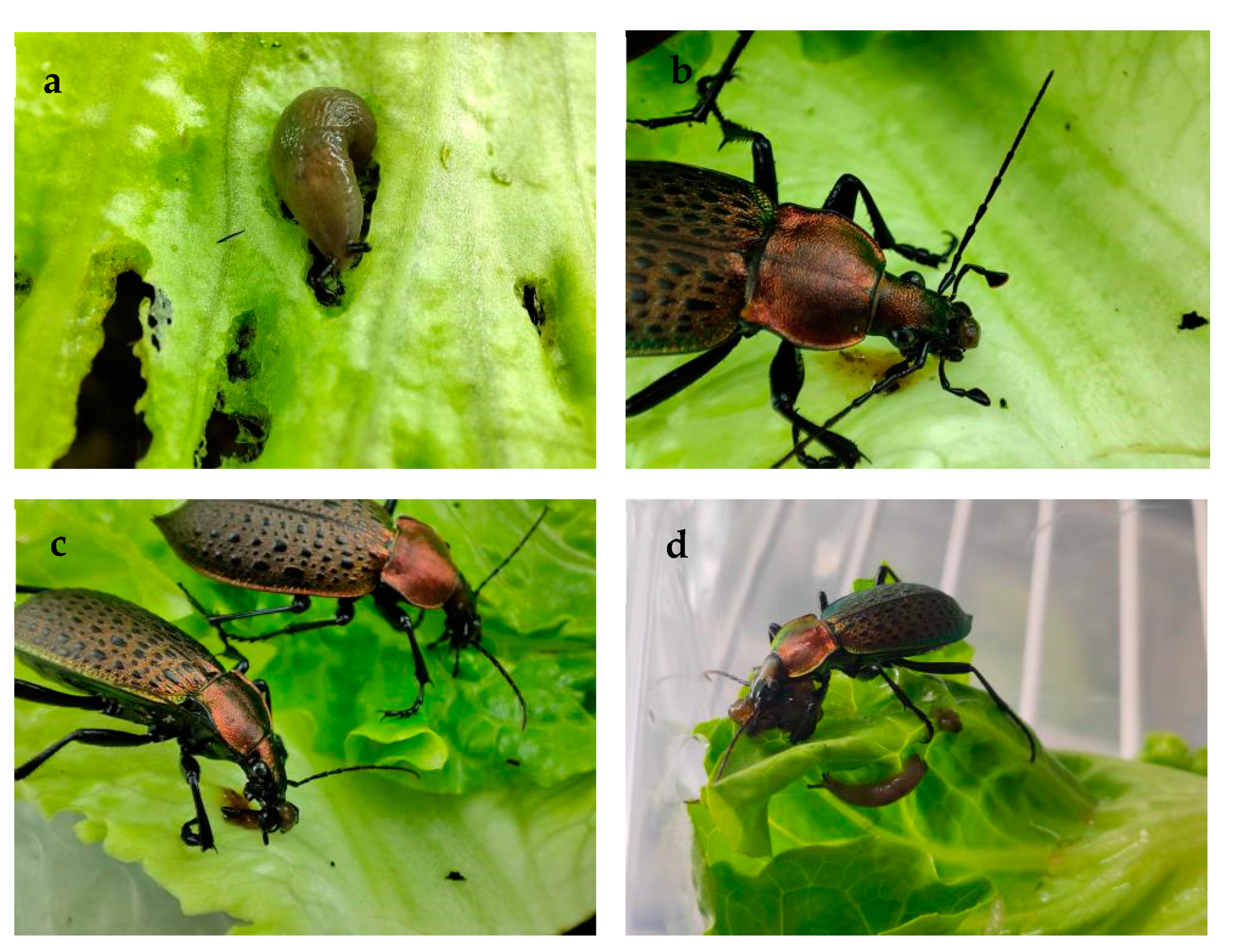 Insects 12 01135 g0a1