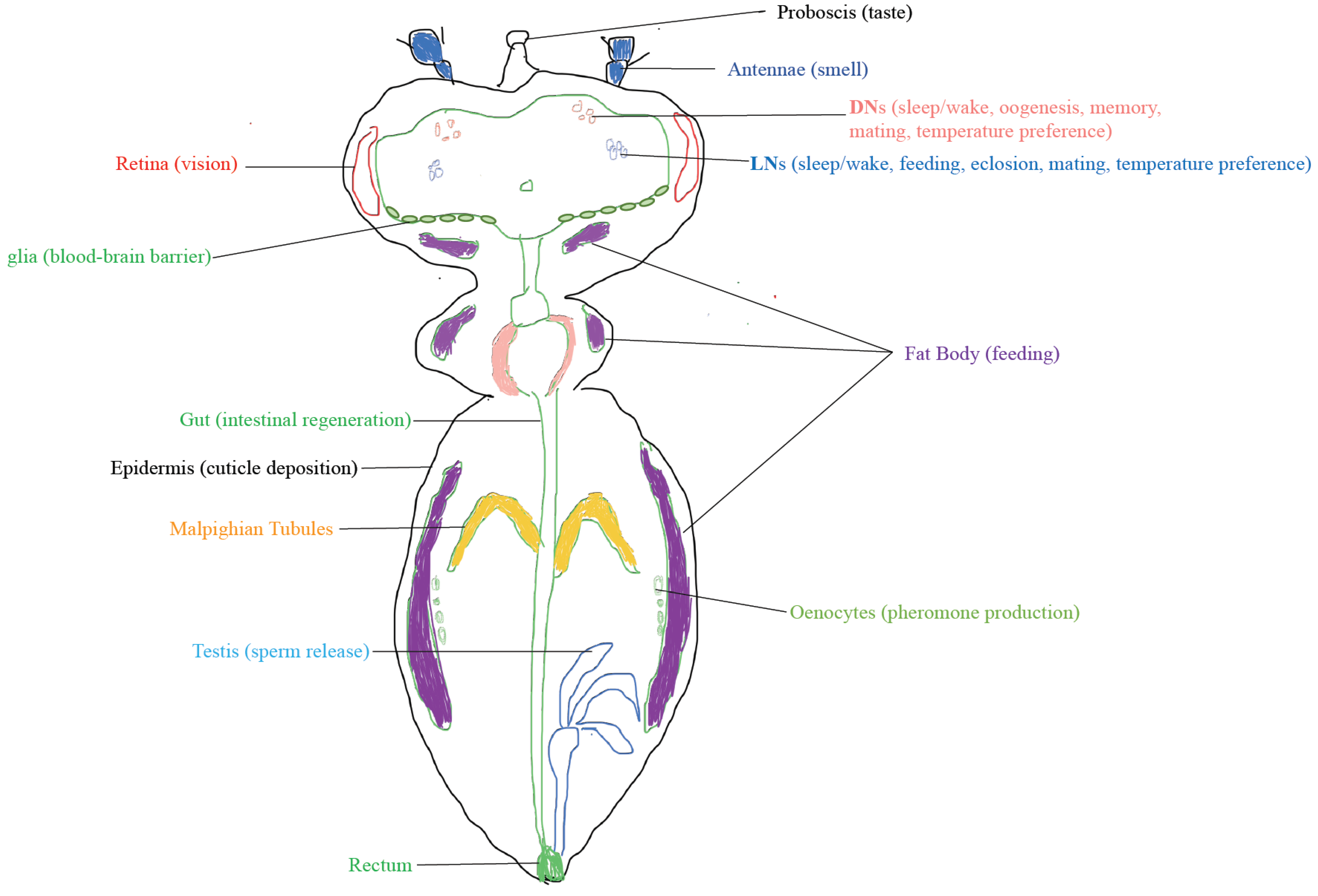 Insects 13 00003 g001 Insects 13 00003 g001