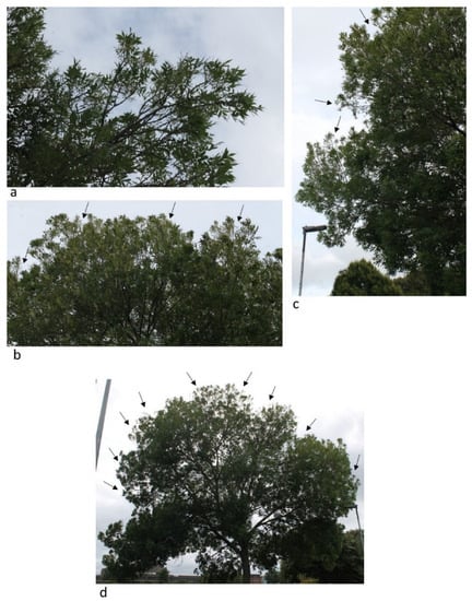 Insects 13 00006 g0a1 550