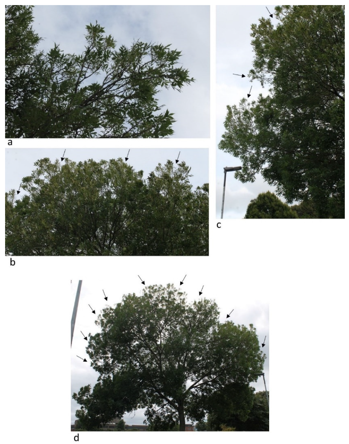 Insects 13 00006 g0a1