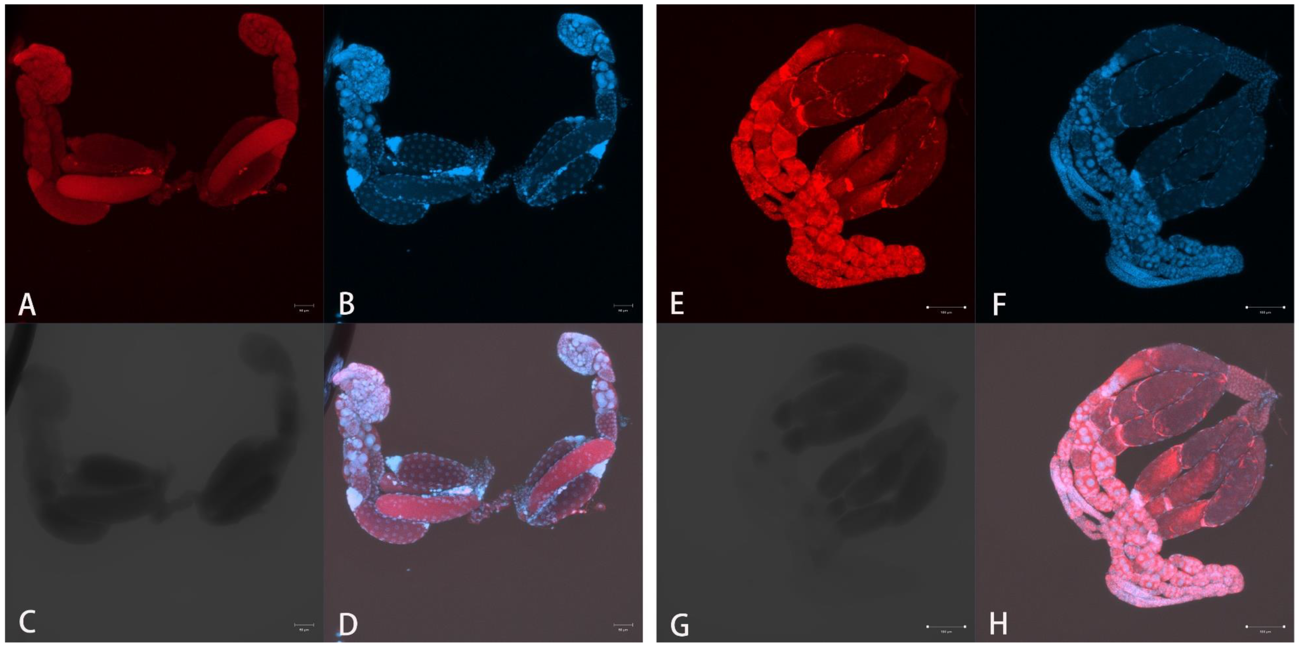 Insects 13 00009 g004