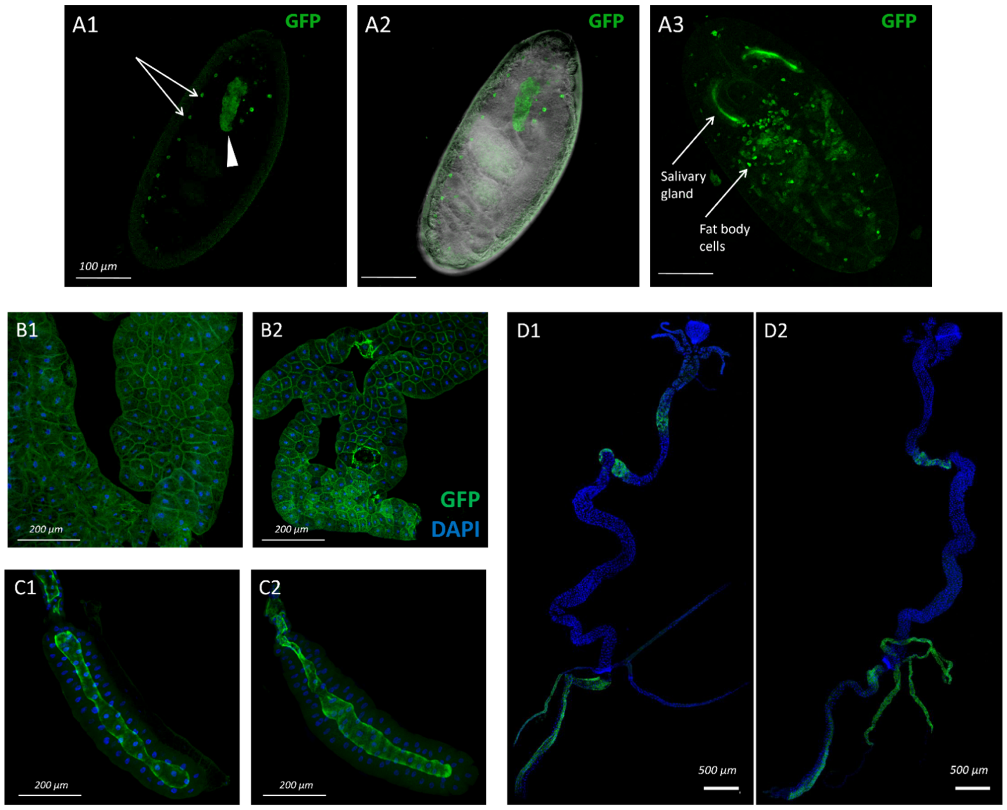 Insects 13 00014 g001