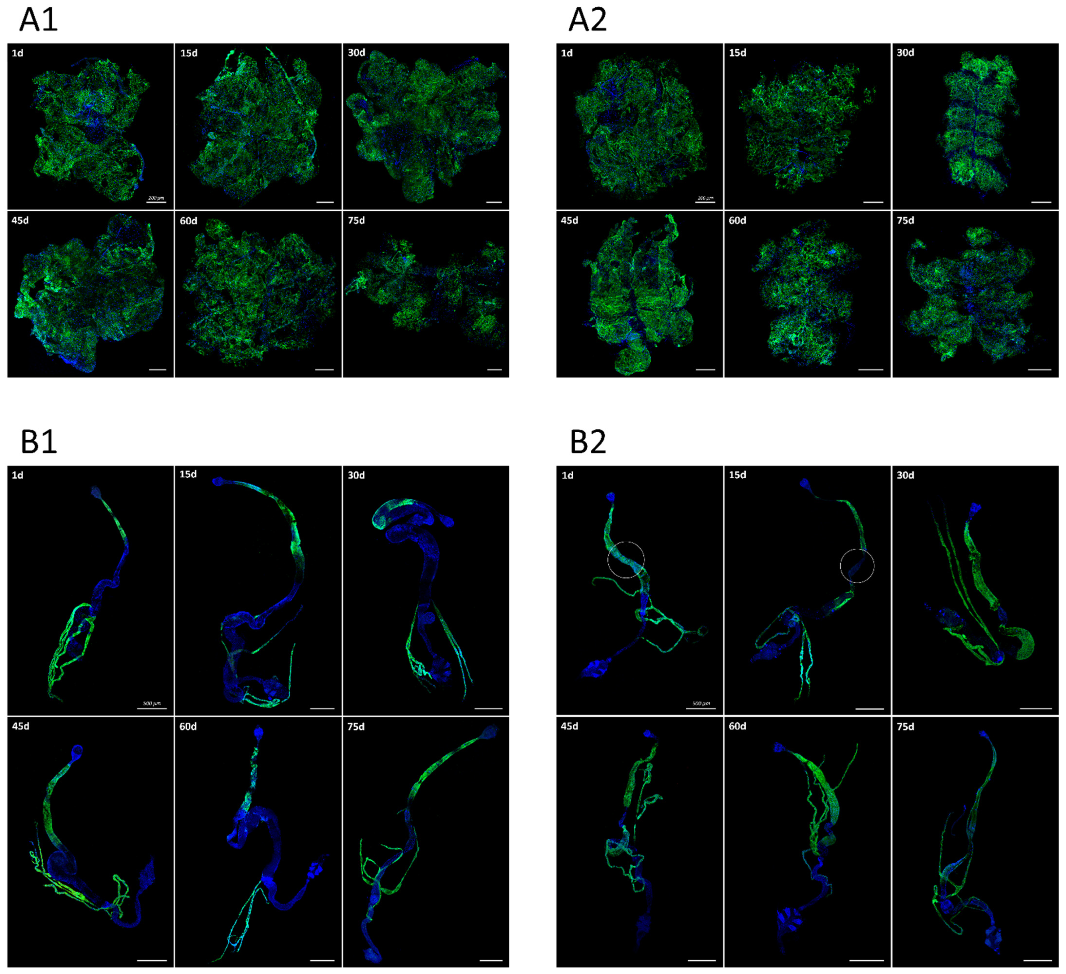 Insects 13 00014 g002