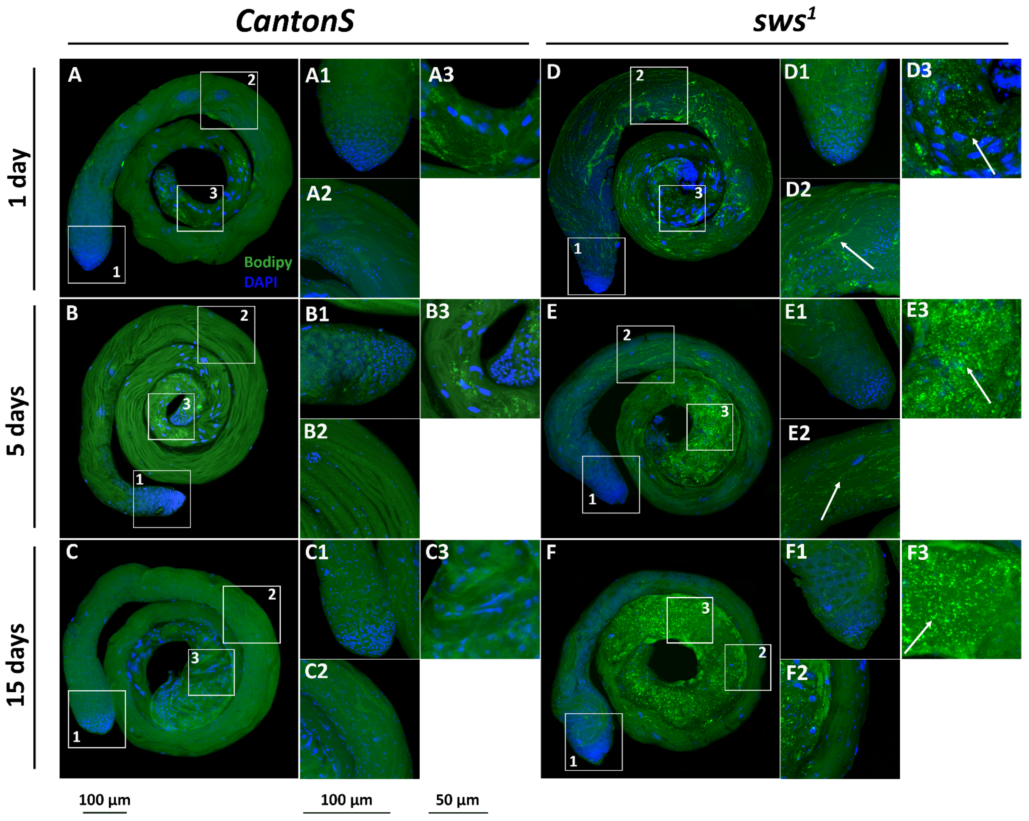 Insects 13 00014 g008