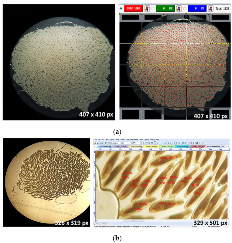 Insects 13 00017 g001