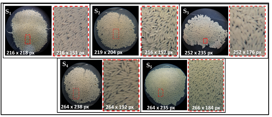 Insects 13 00017 g002