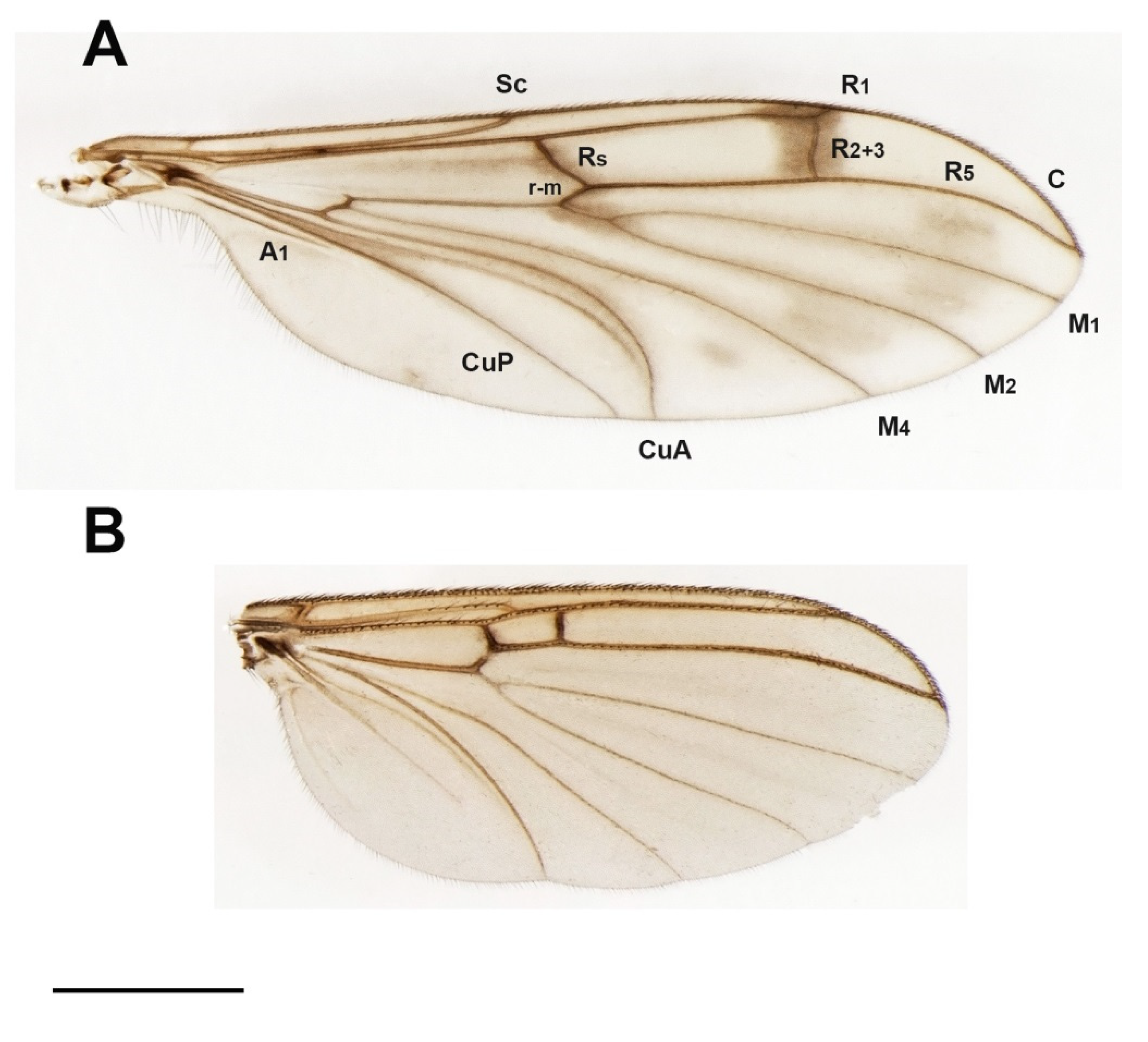 Insects 13 00019 g001