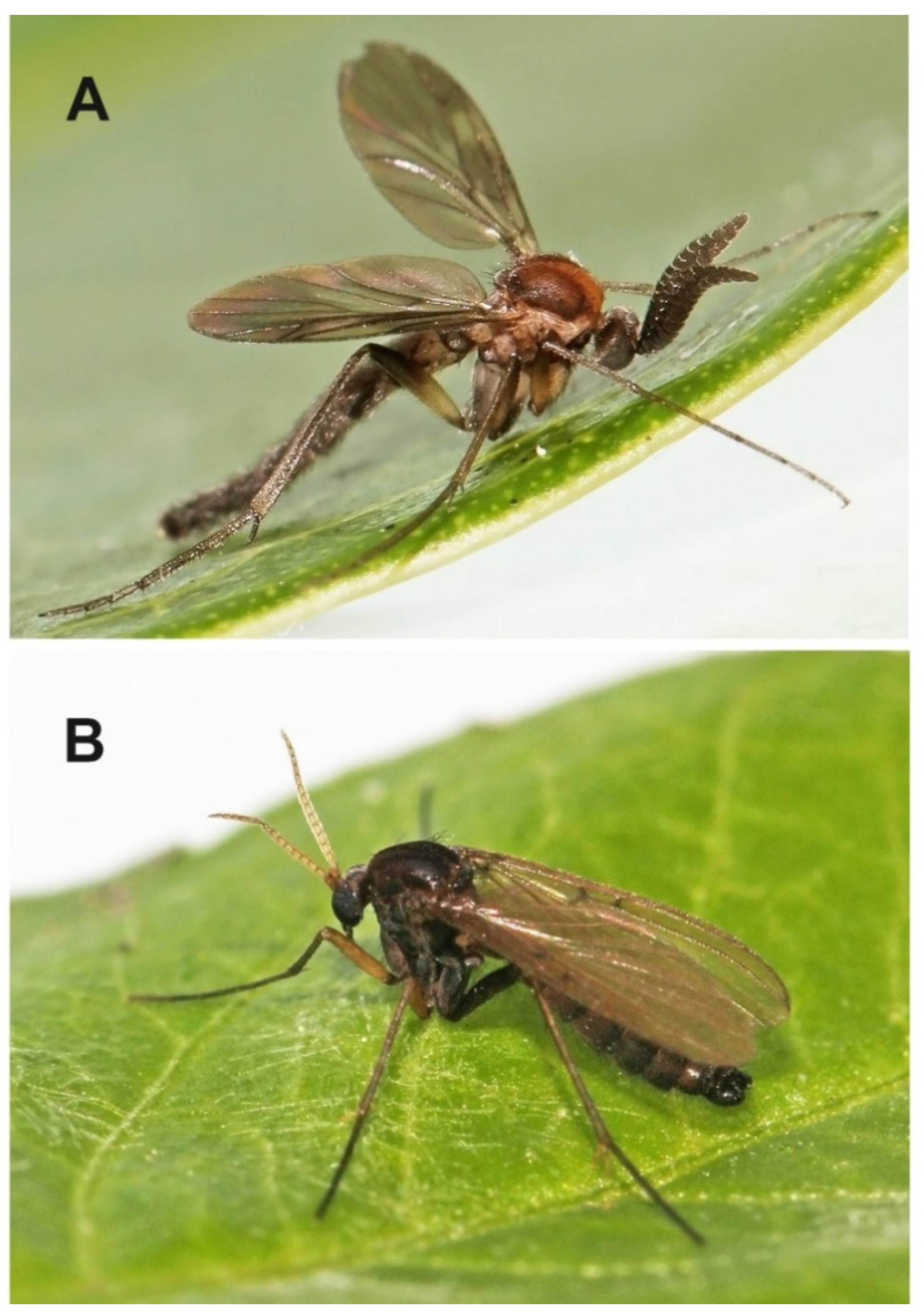 Insects 13 00019 g015