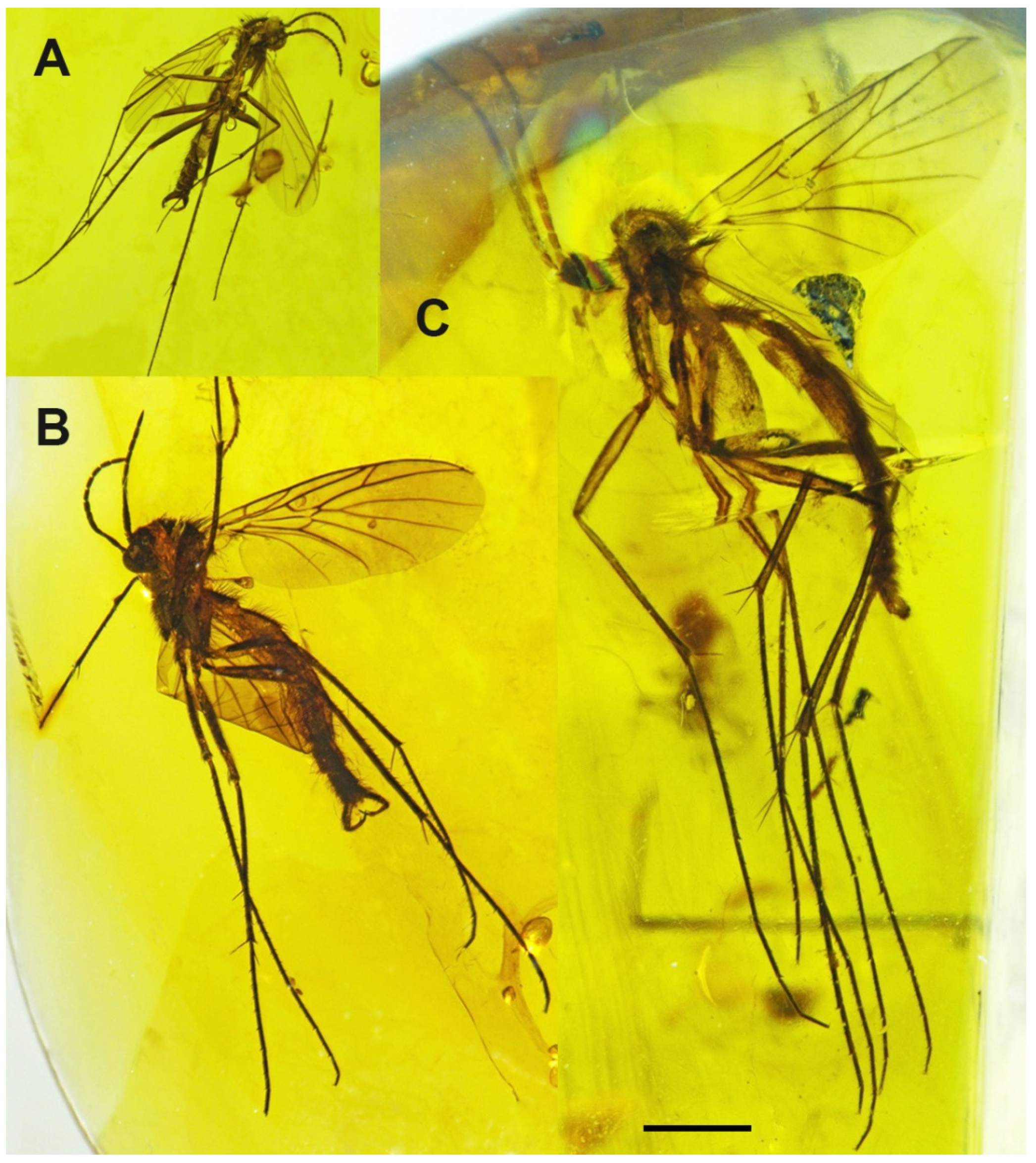 Insects 13 00024 g001